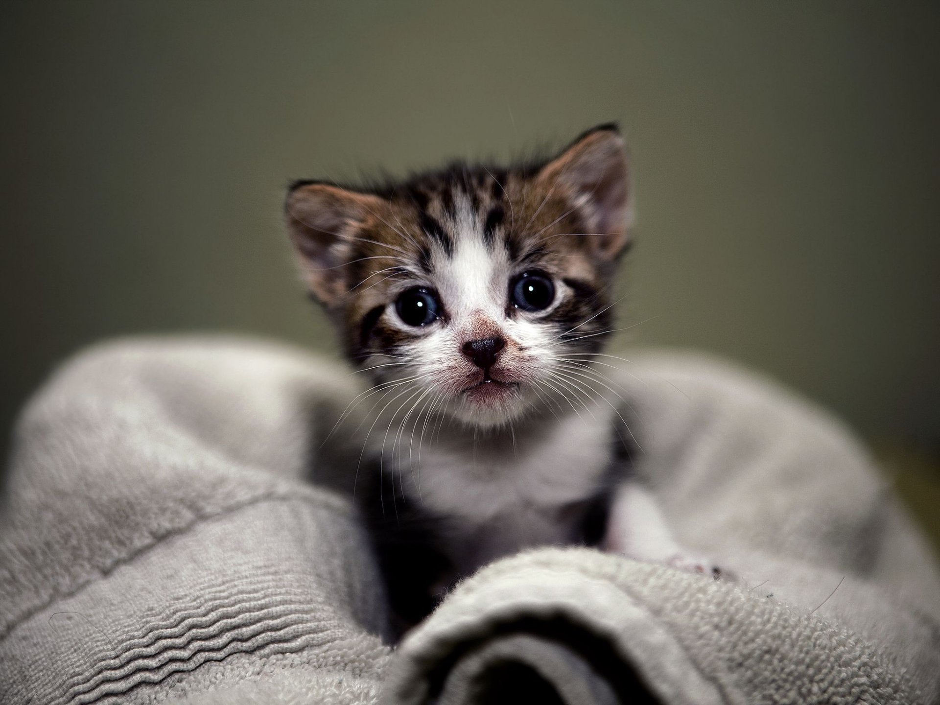 kitten towel view close up sugar