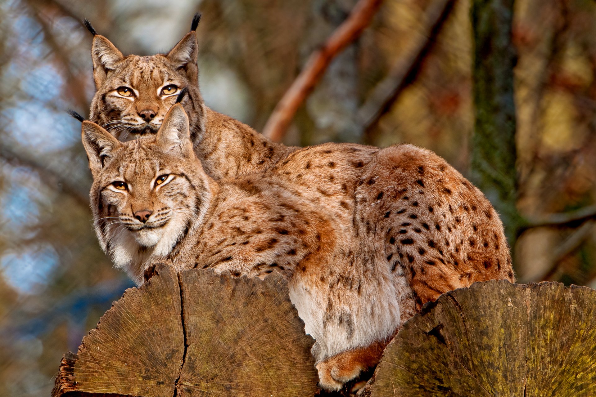 lynx two on the tree