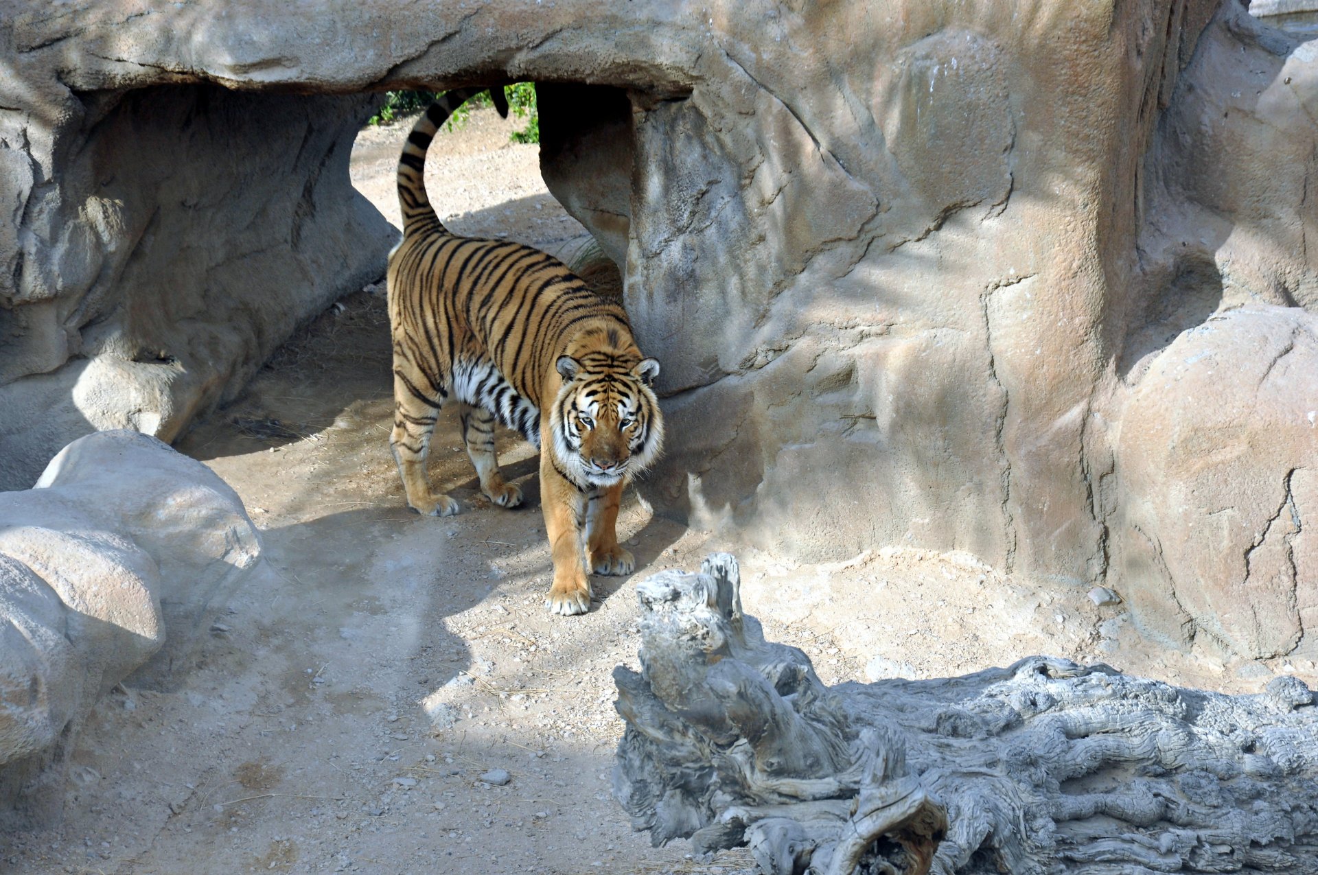 tigre depredador gato tigre valier