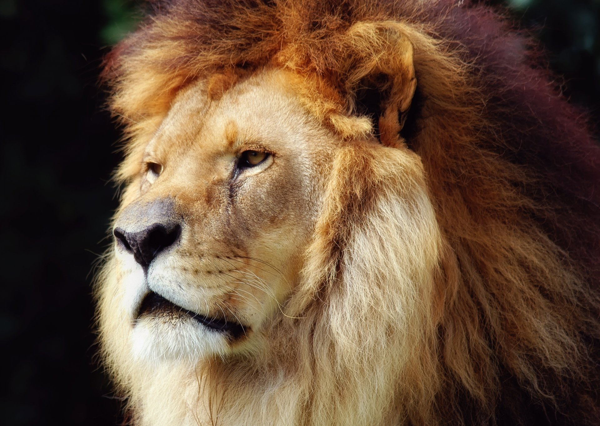 leo mane the king of beast