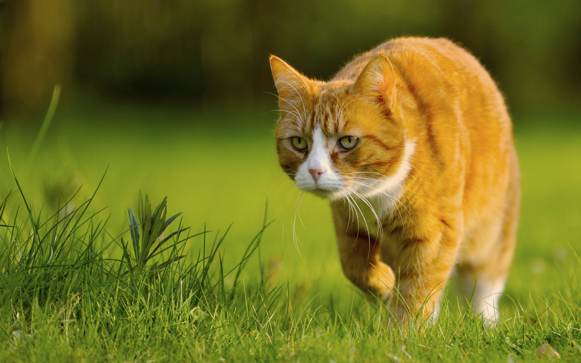 gatto rosso erba muffi