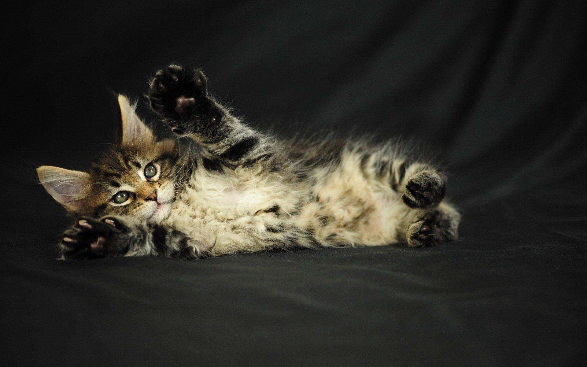 gato gatito gris peludo maine coon