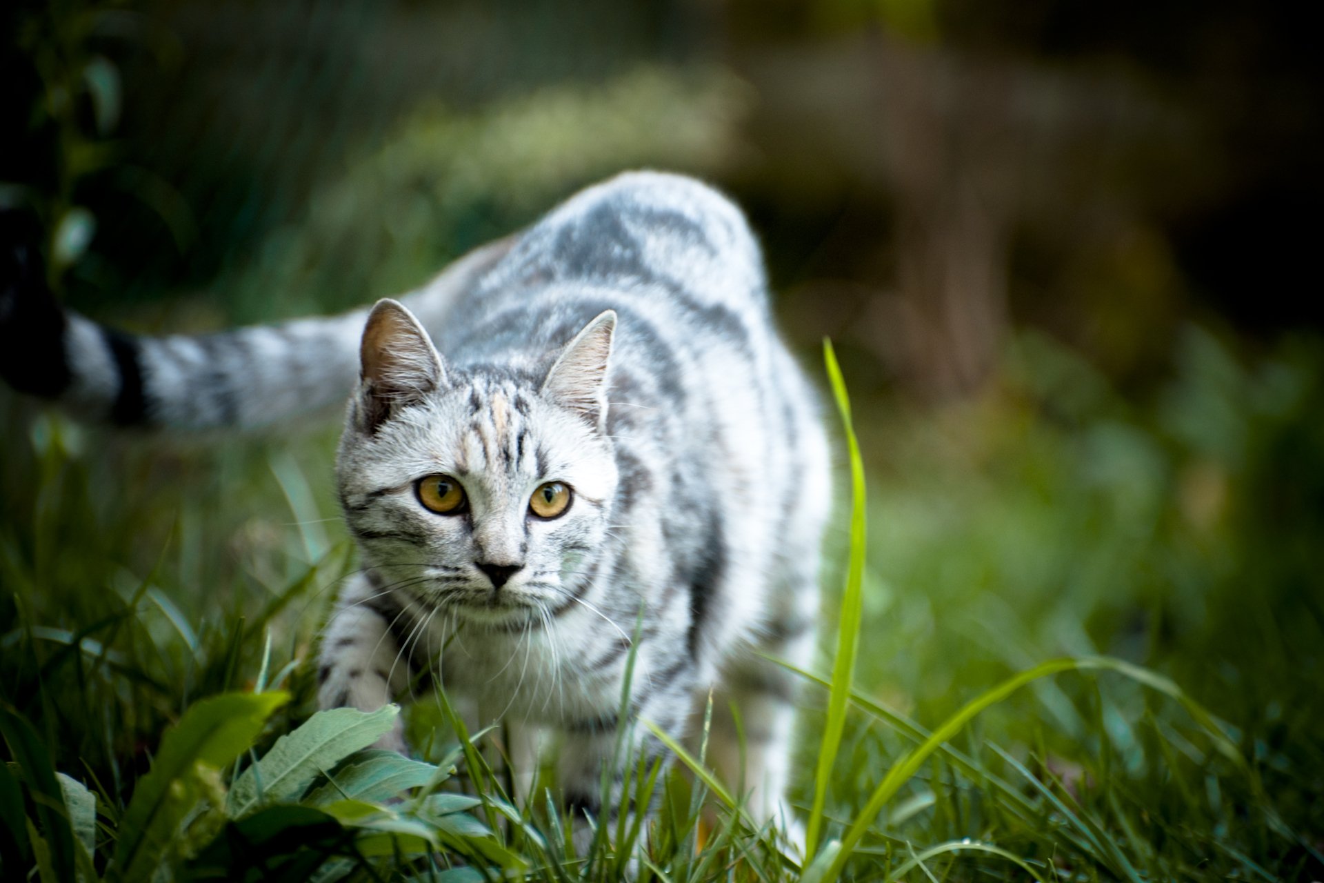 gatto natura erba muso occhi sfondo carta da parati