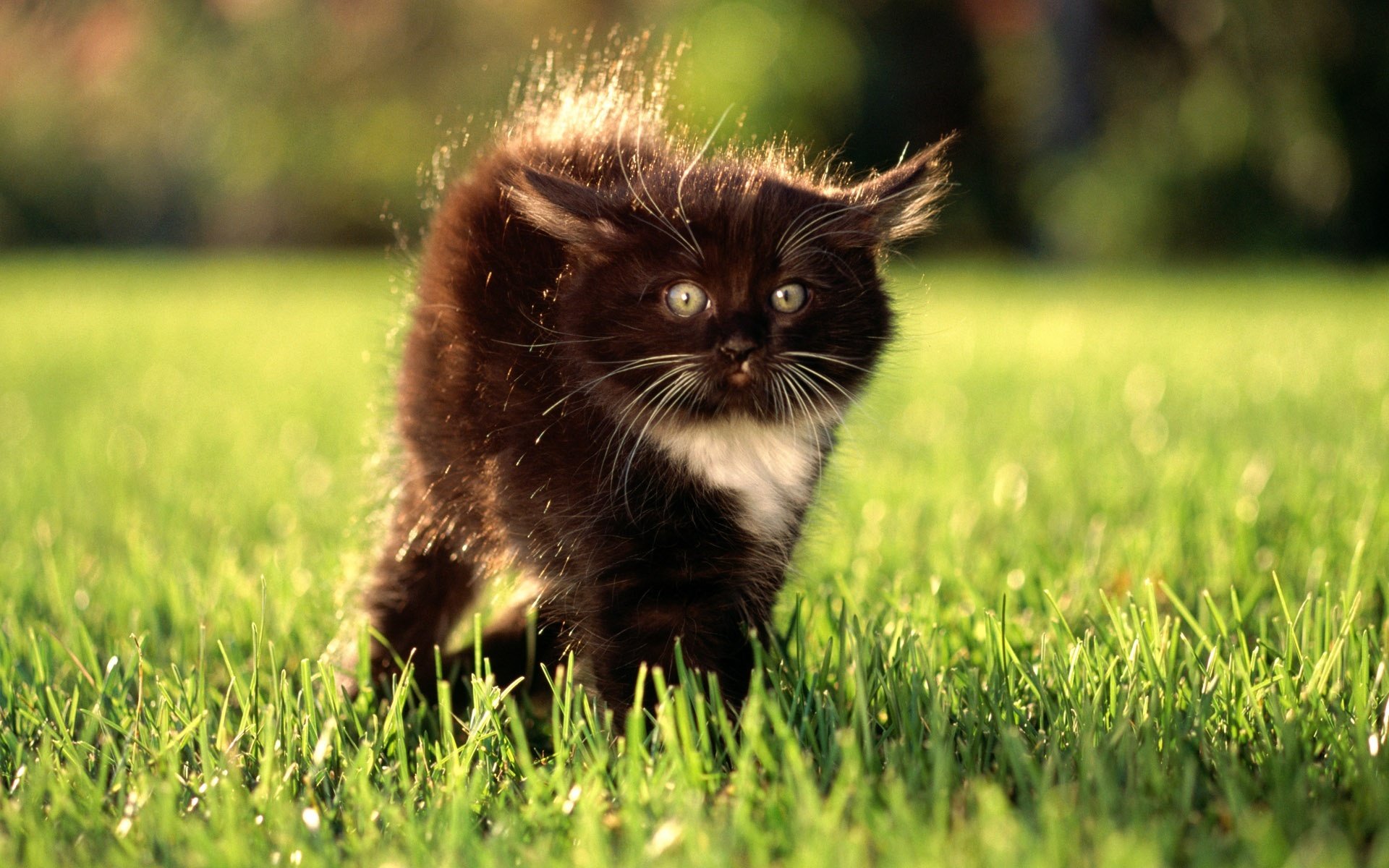 gatito hierba césped ojos mirada sorpresa