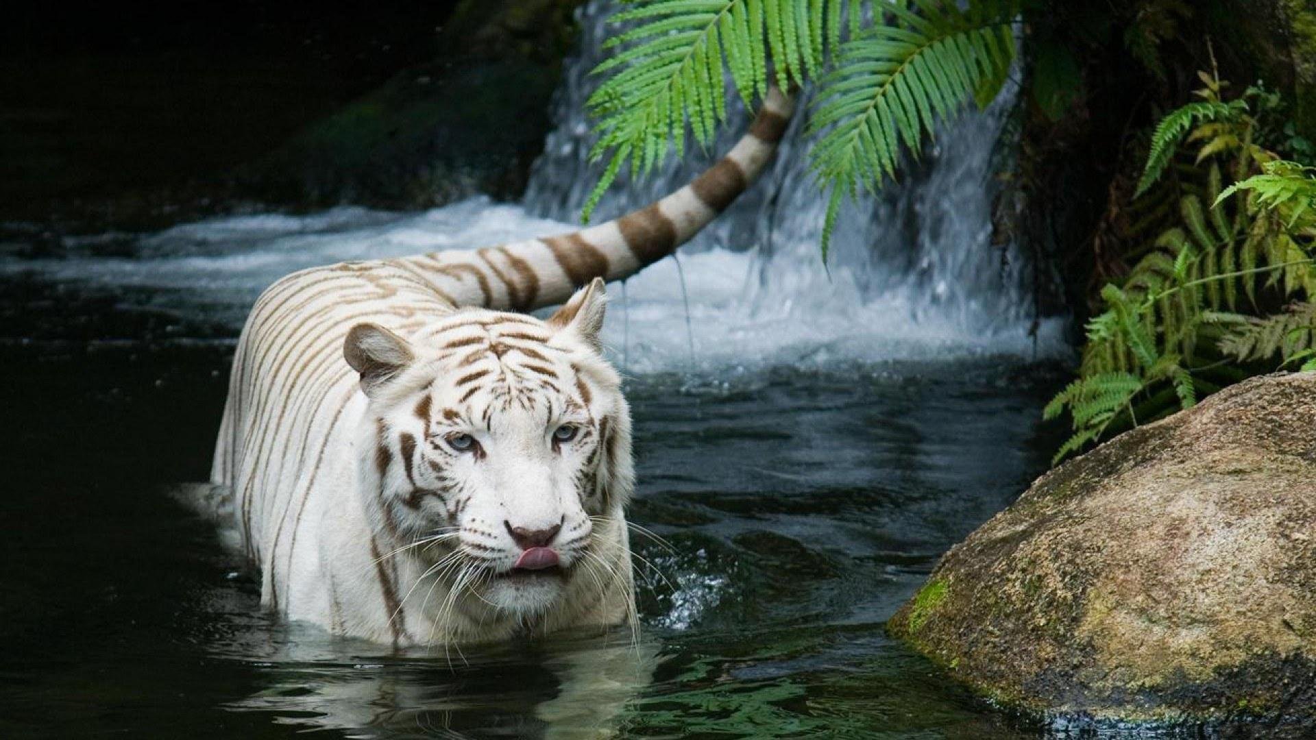 tiger white tiger cat