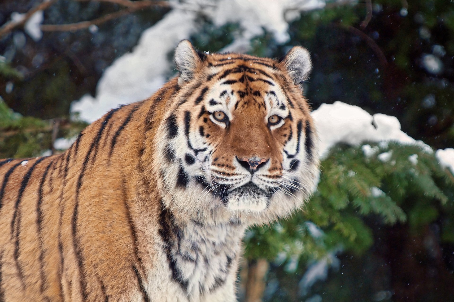 tigre nieve invierno