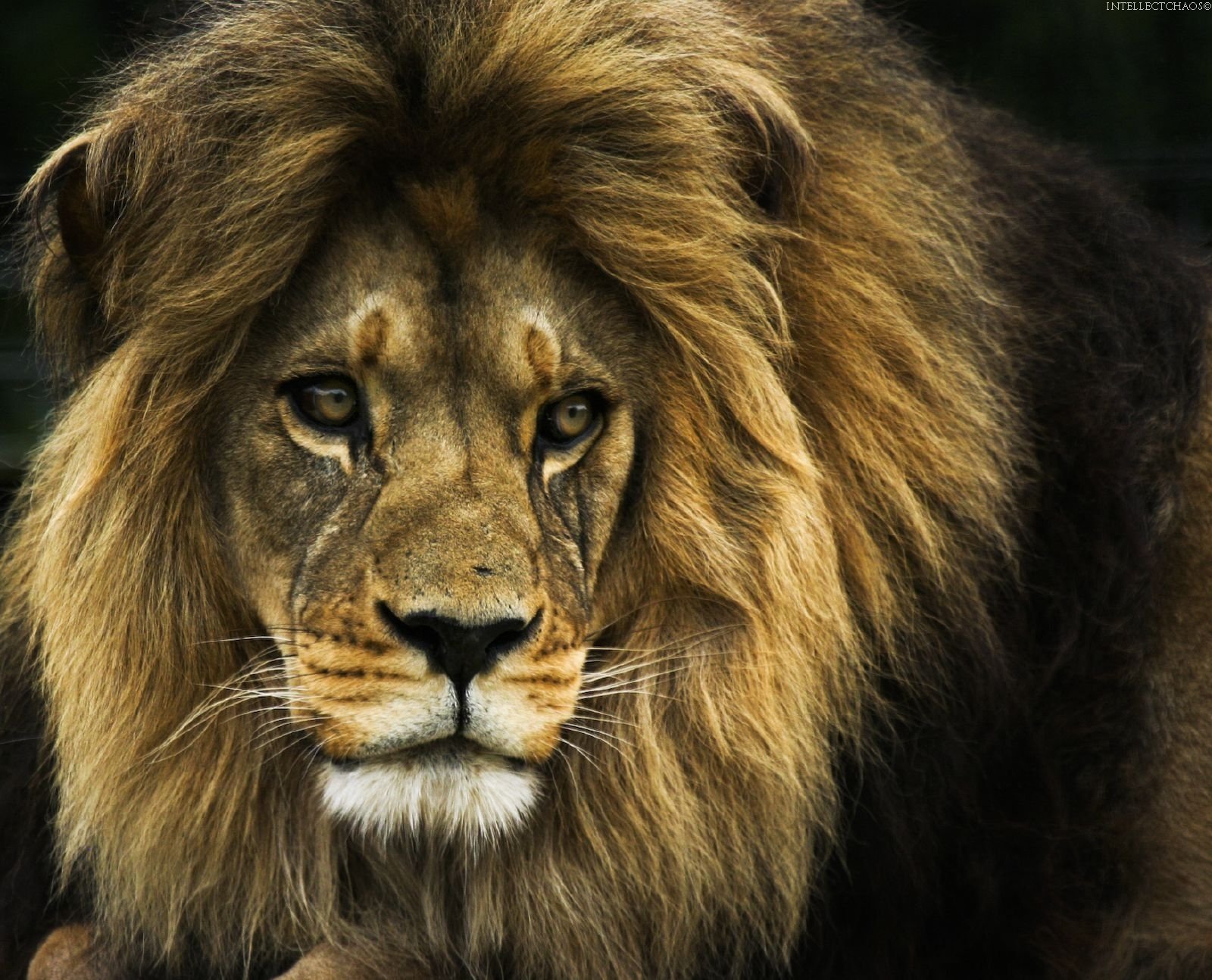 the lion the king of beast