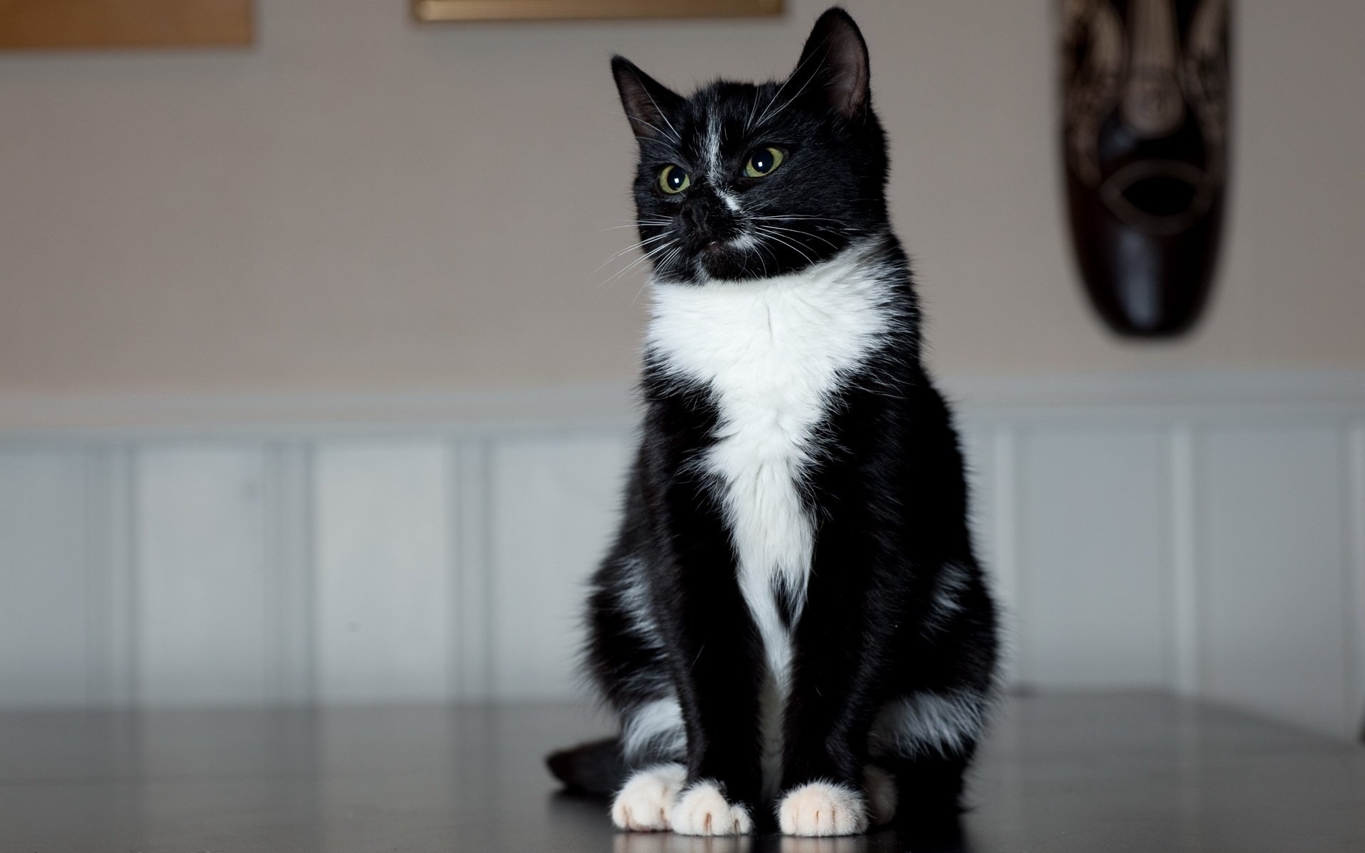 cat sitting black and white foot