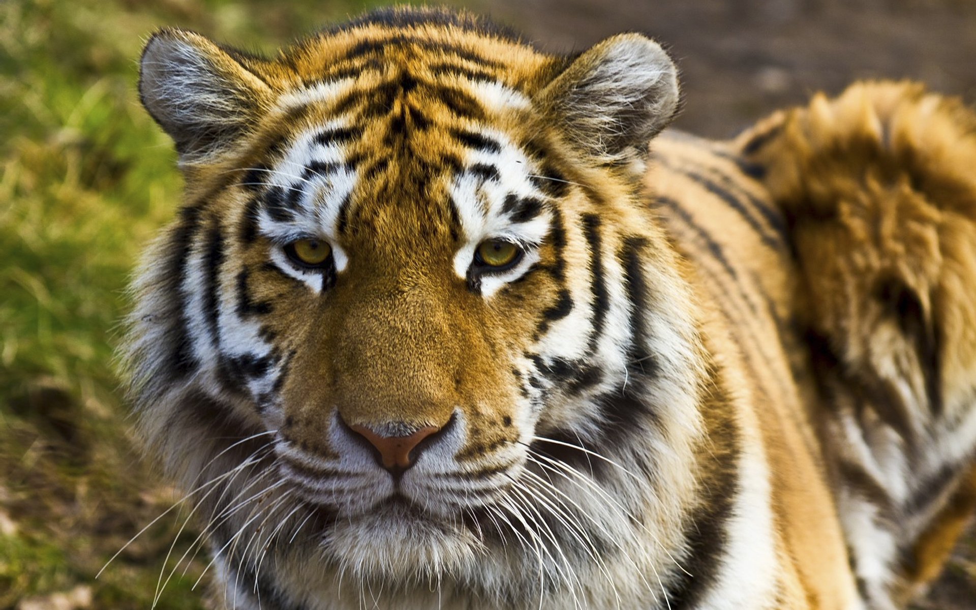 tigre predatore felino