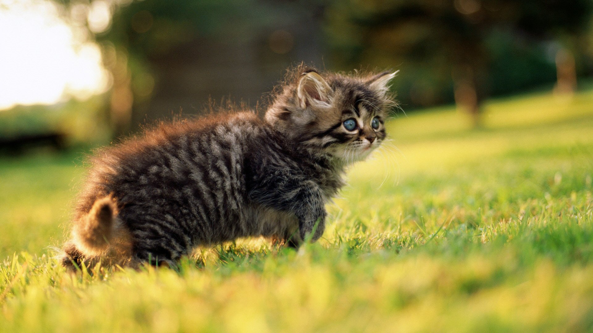 kitten grey eyes view grass green walk spring