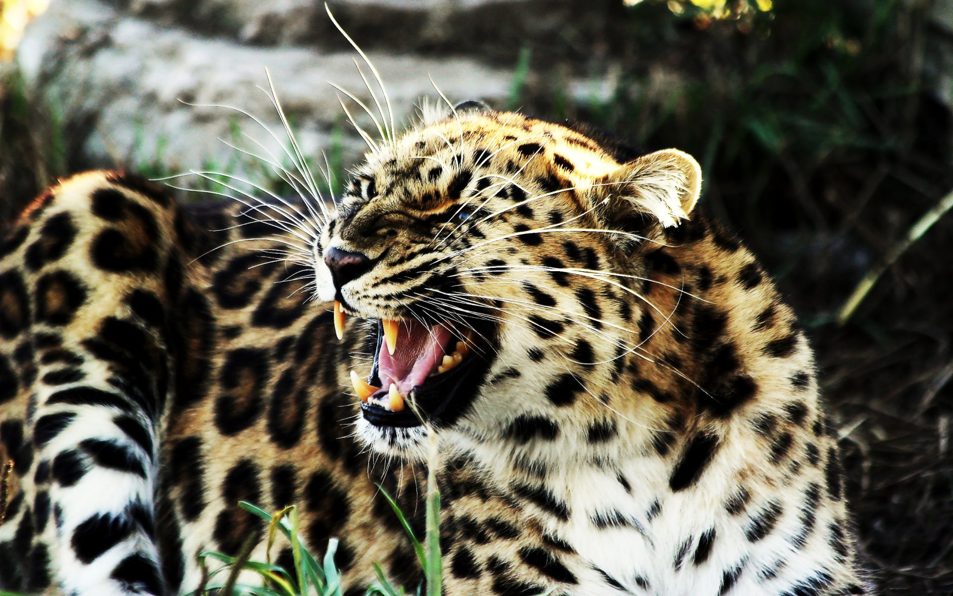 leopard is growls grin fang