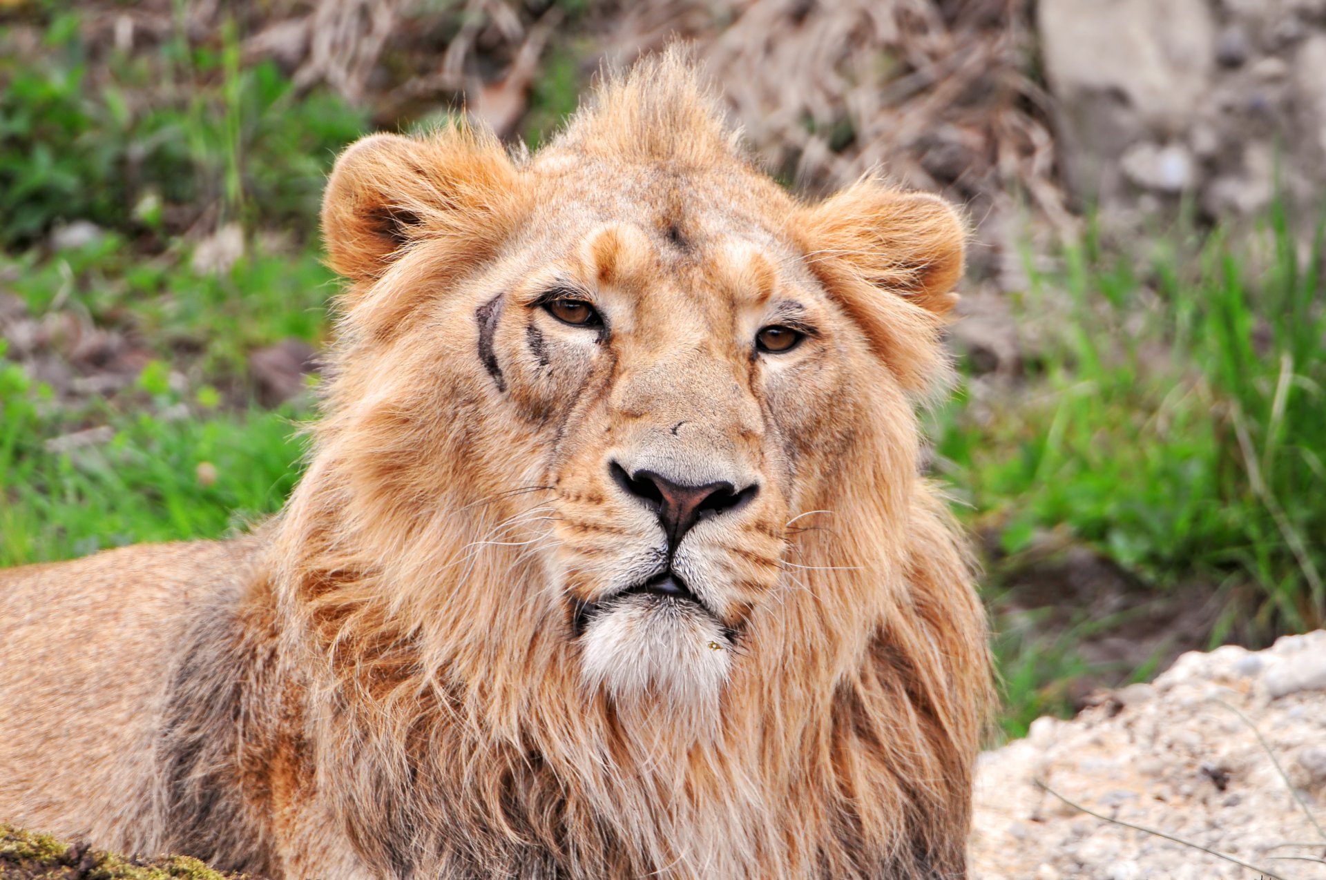 león mirada pose sol piedra