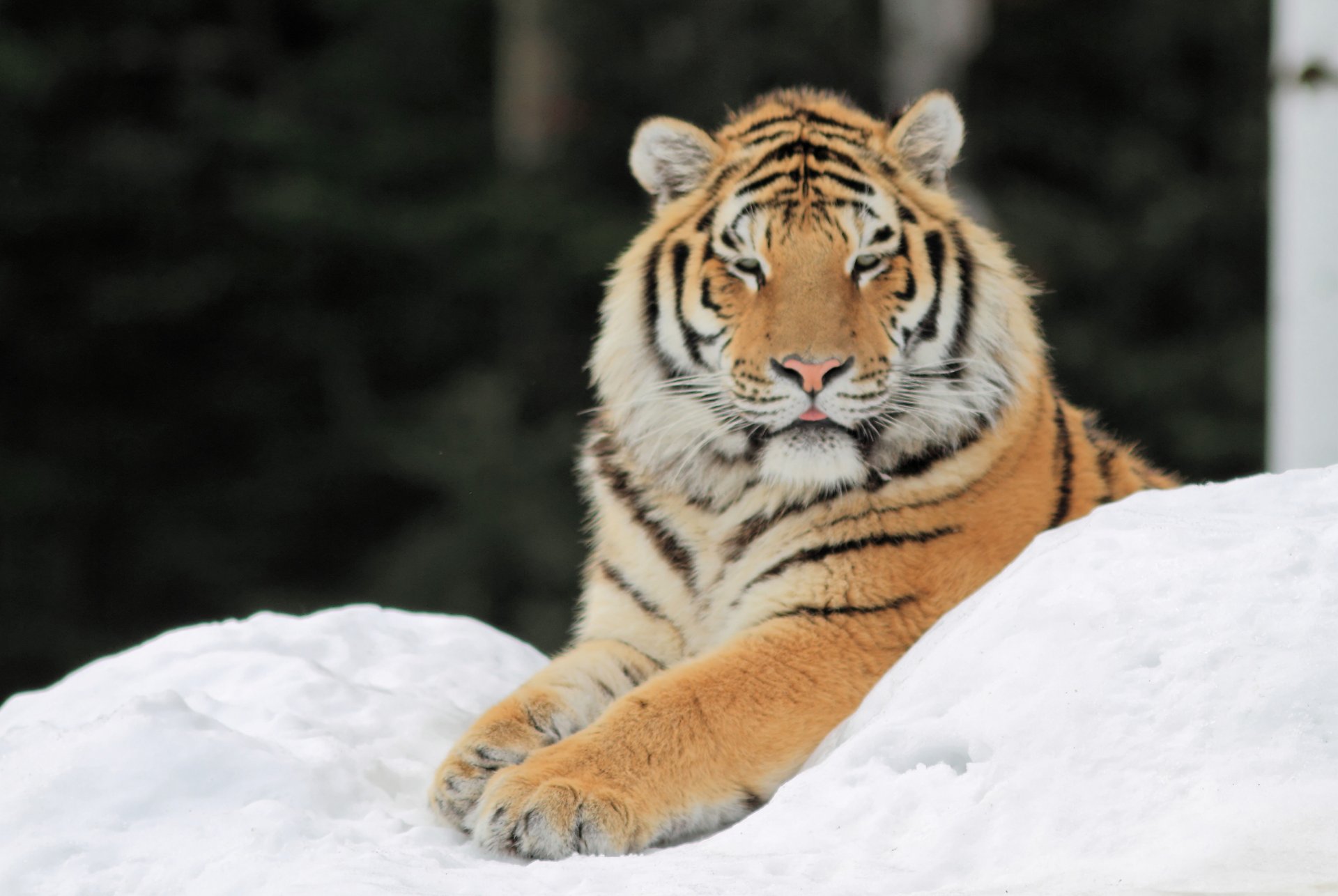 tigre nieve patas