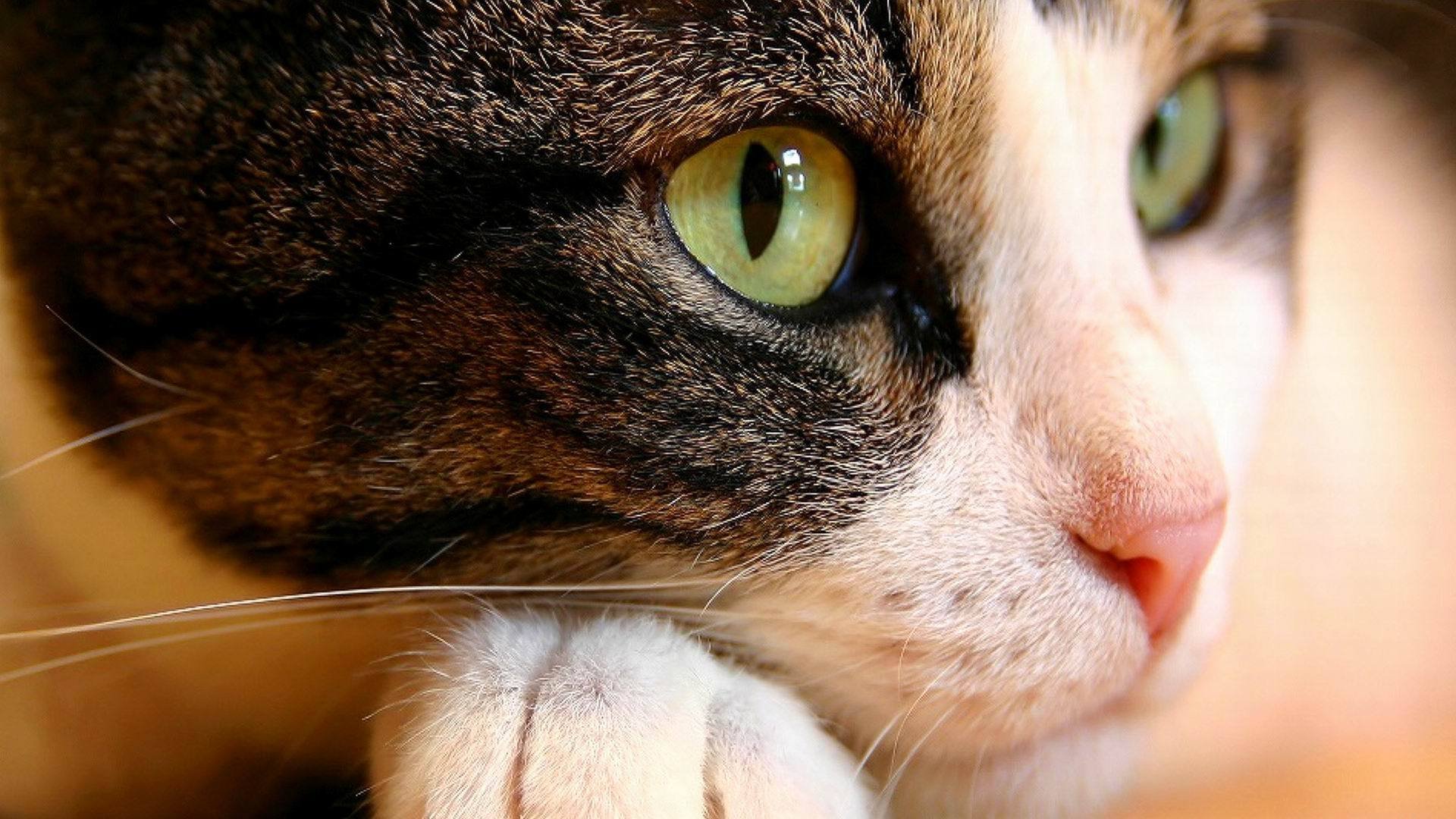 animal cat cat green eyes nose muzzle paw macro