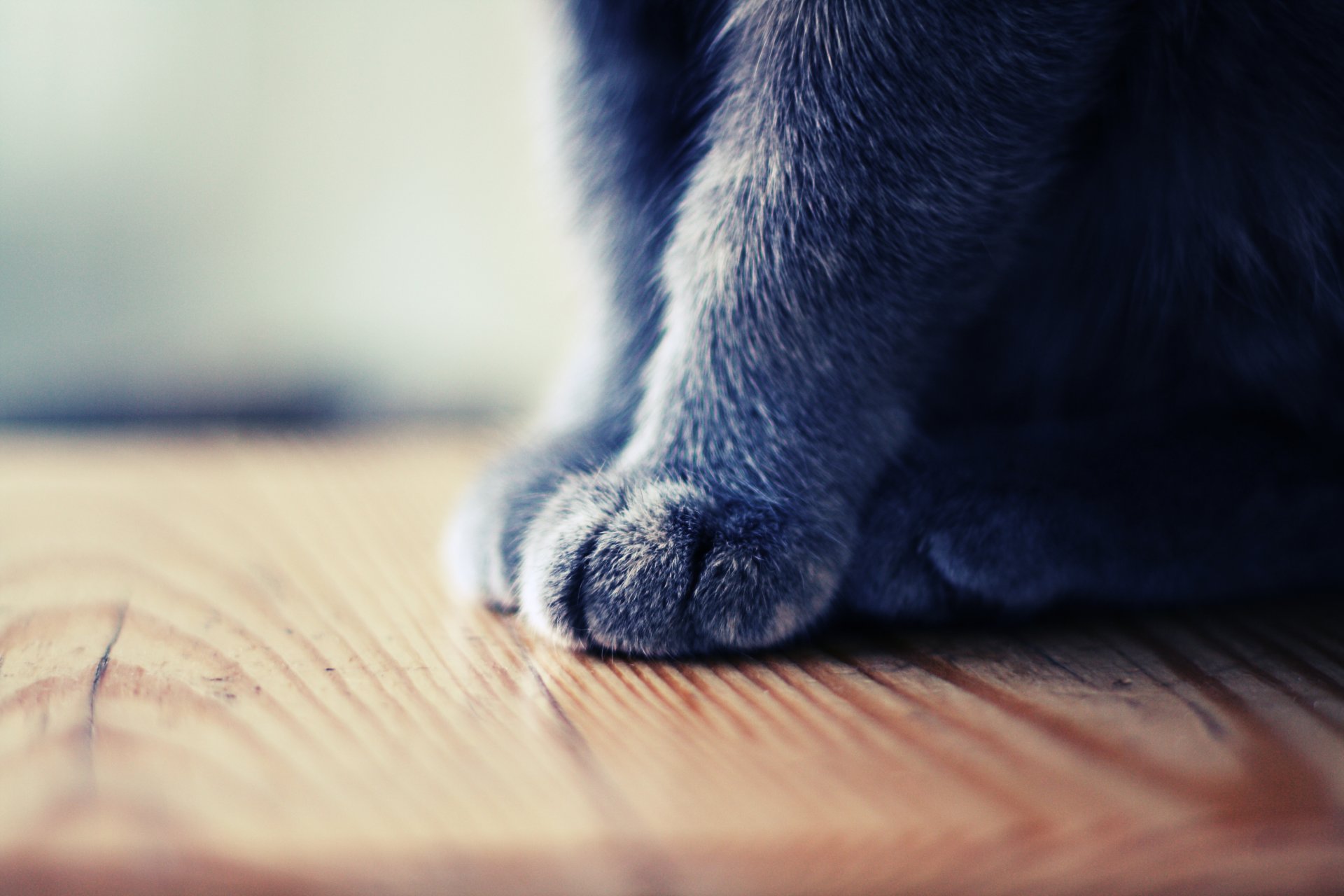 cats animals foot