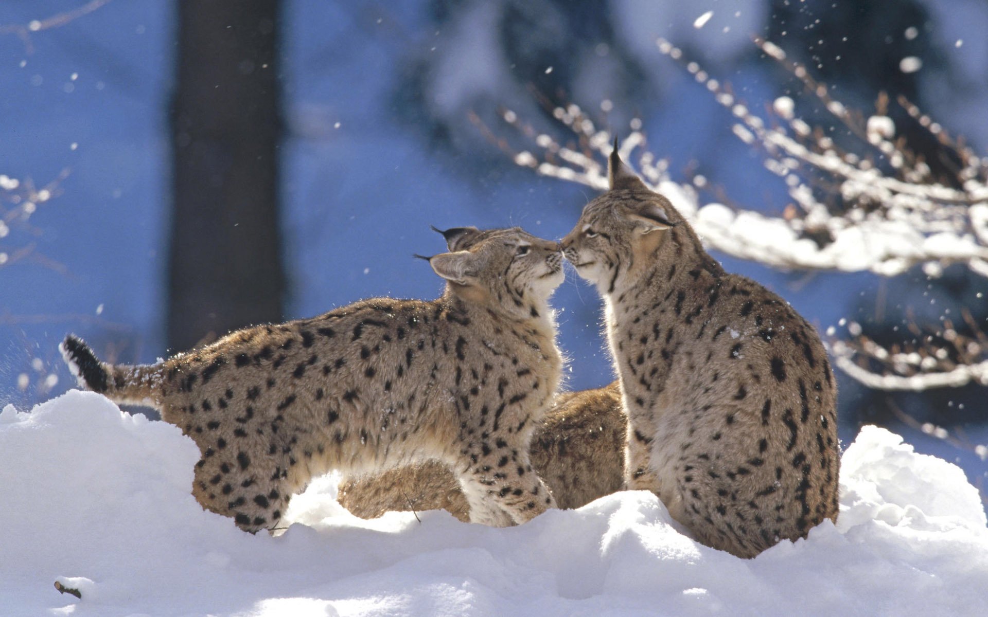 lince nieve invierno juego bosque