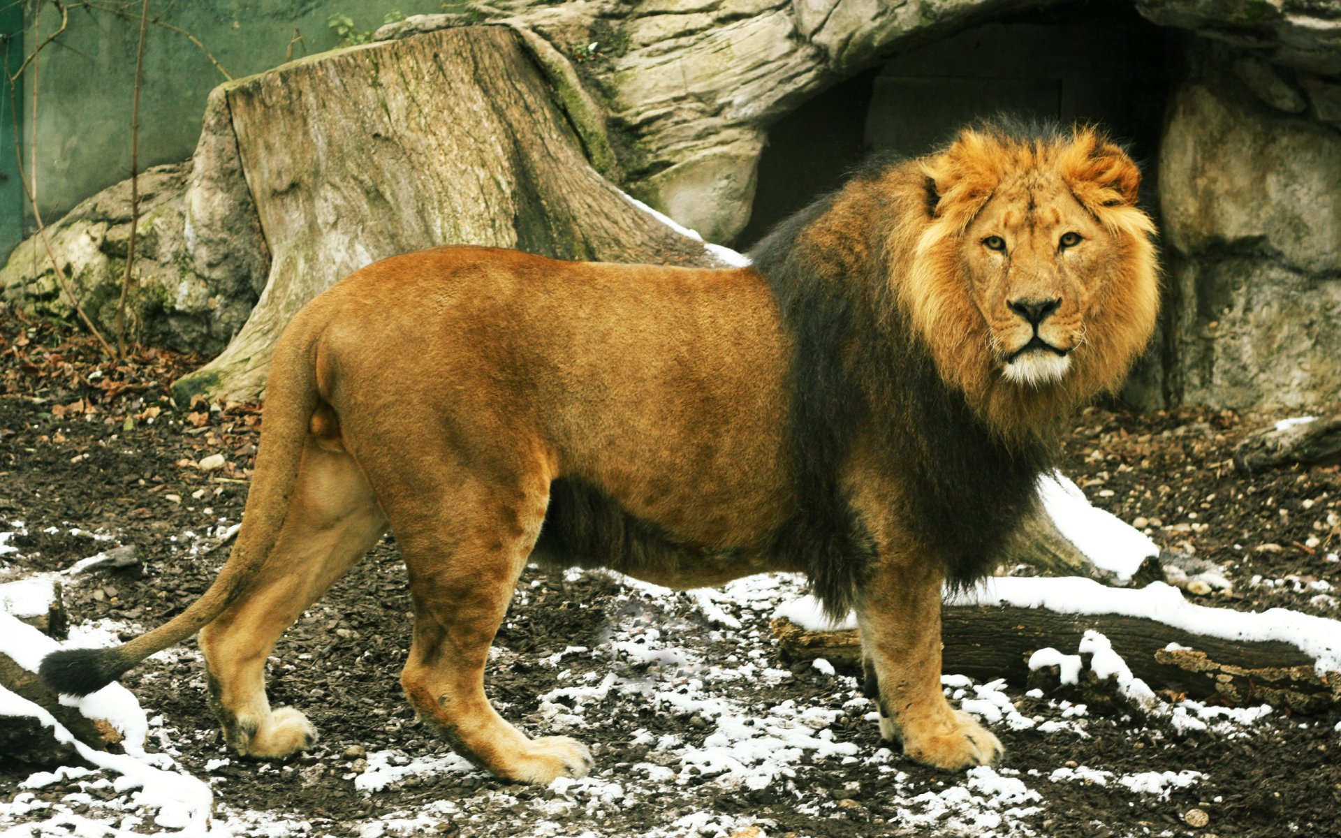 león cola melena mirada rey bestias