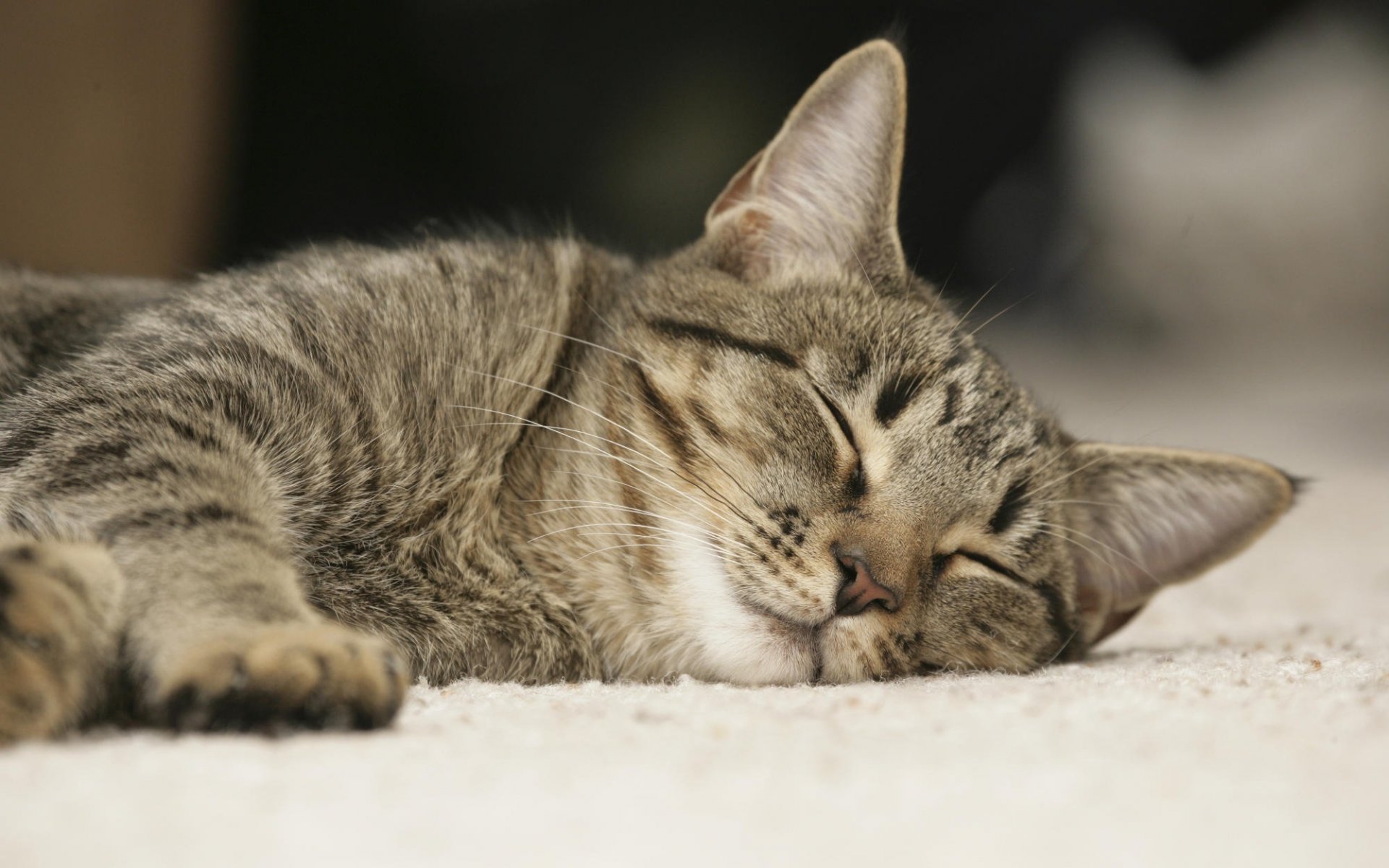 leeping sports cat