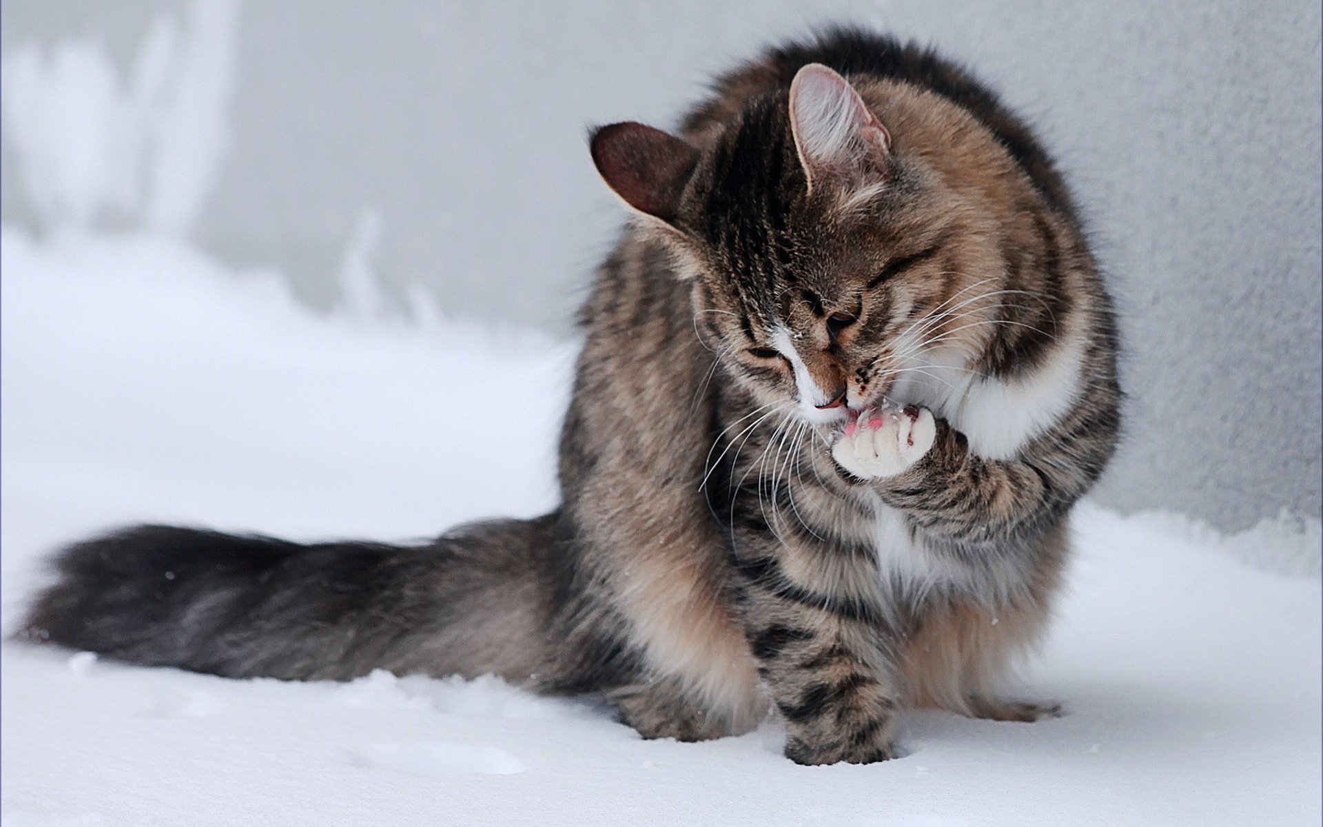 katze schnee pfoten sitzen lecken