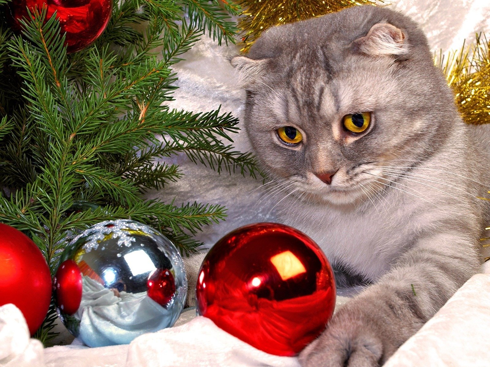 chat boules arbre de noël