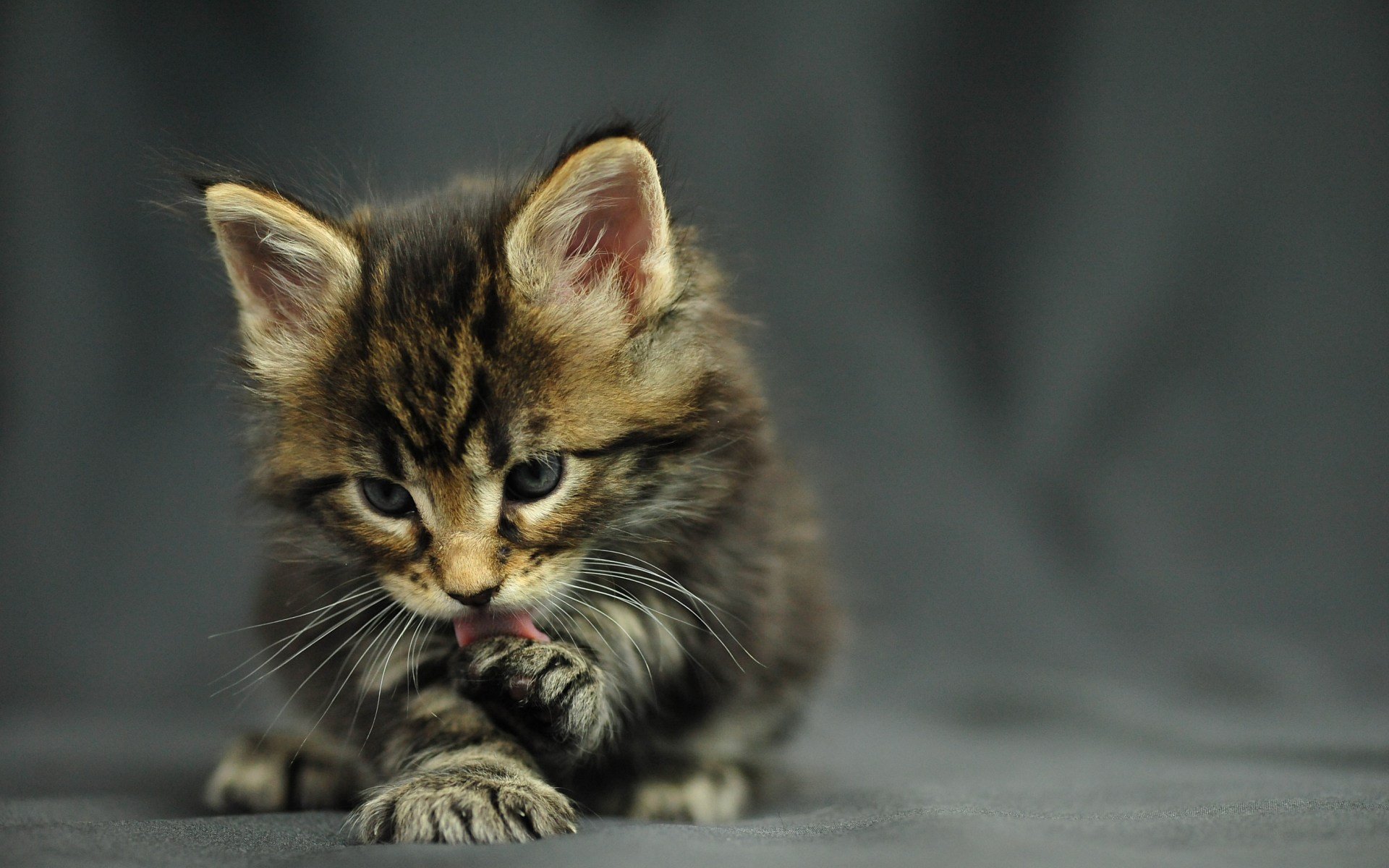 gato gatito maine coon