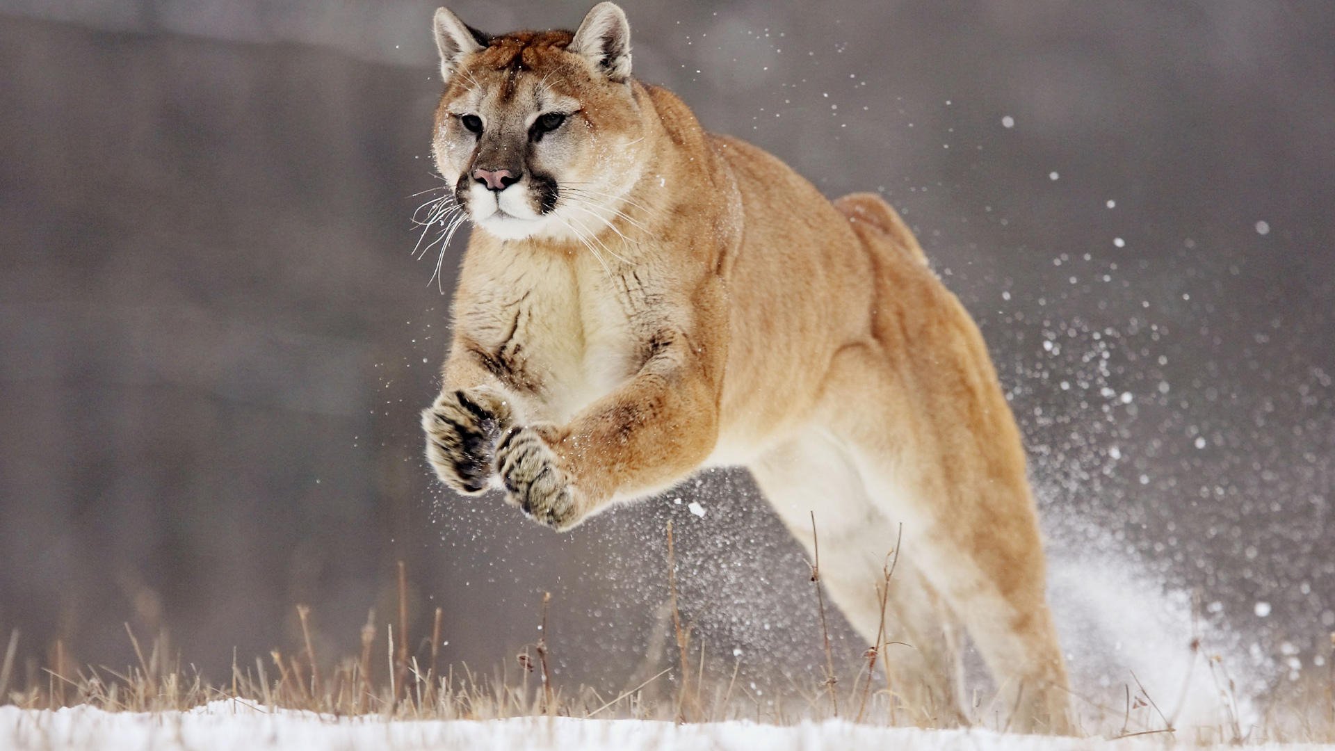 puma neve salto puma