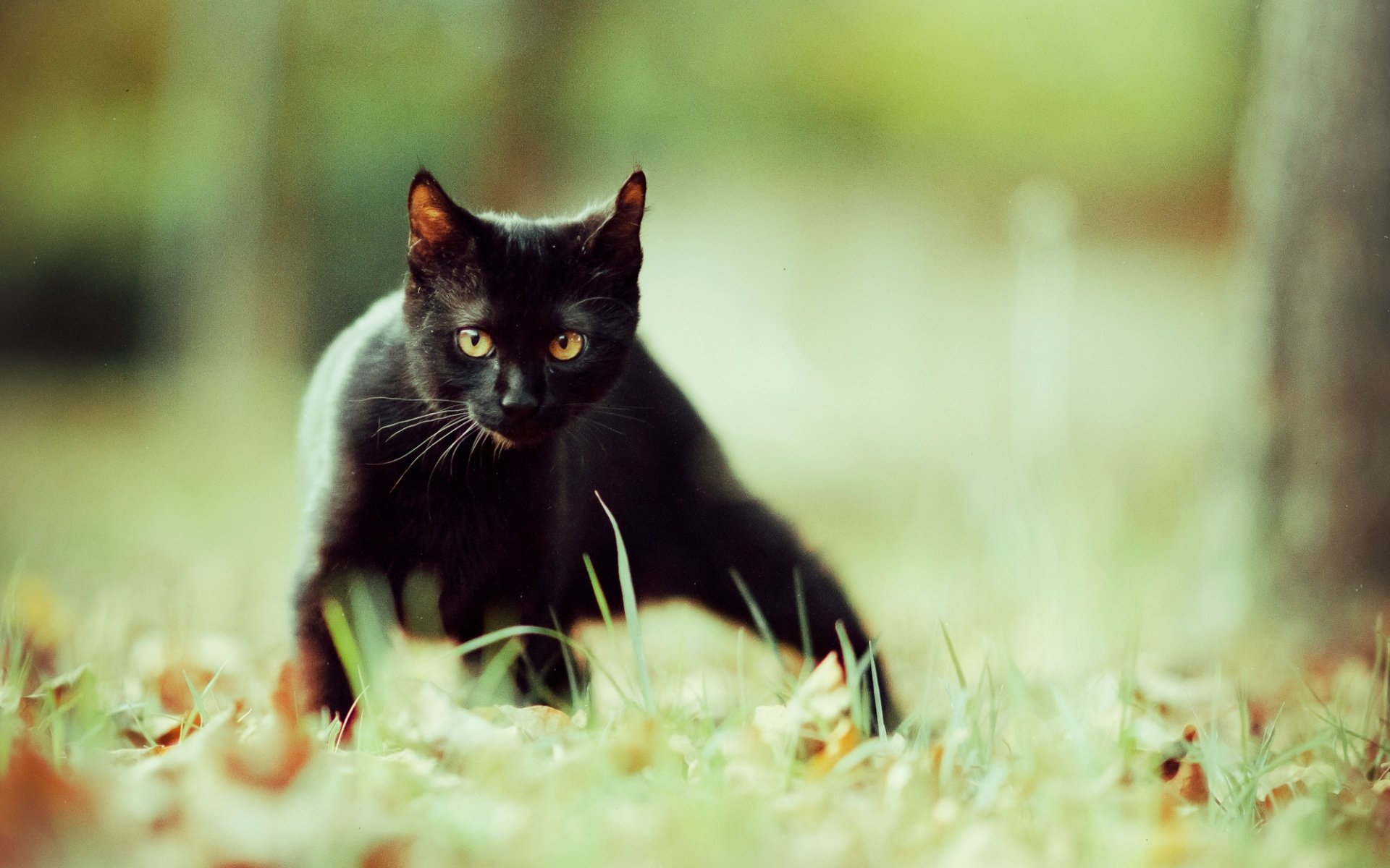 schwarz katze natur gras