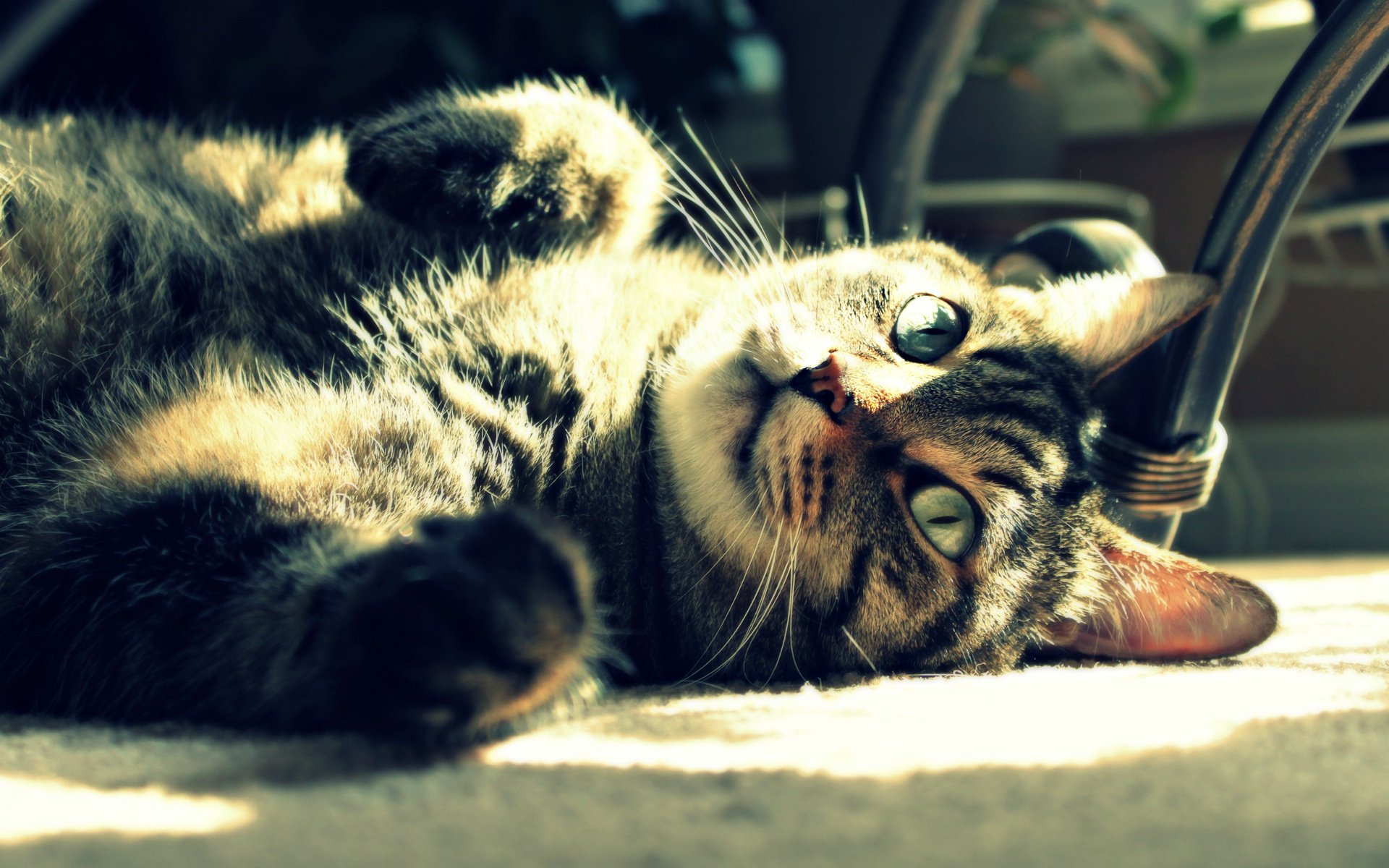 chat chat se trouve repos soleil lumière