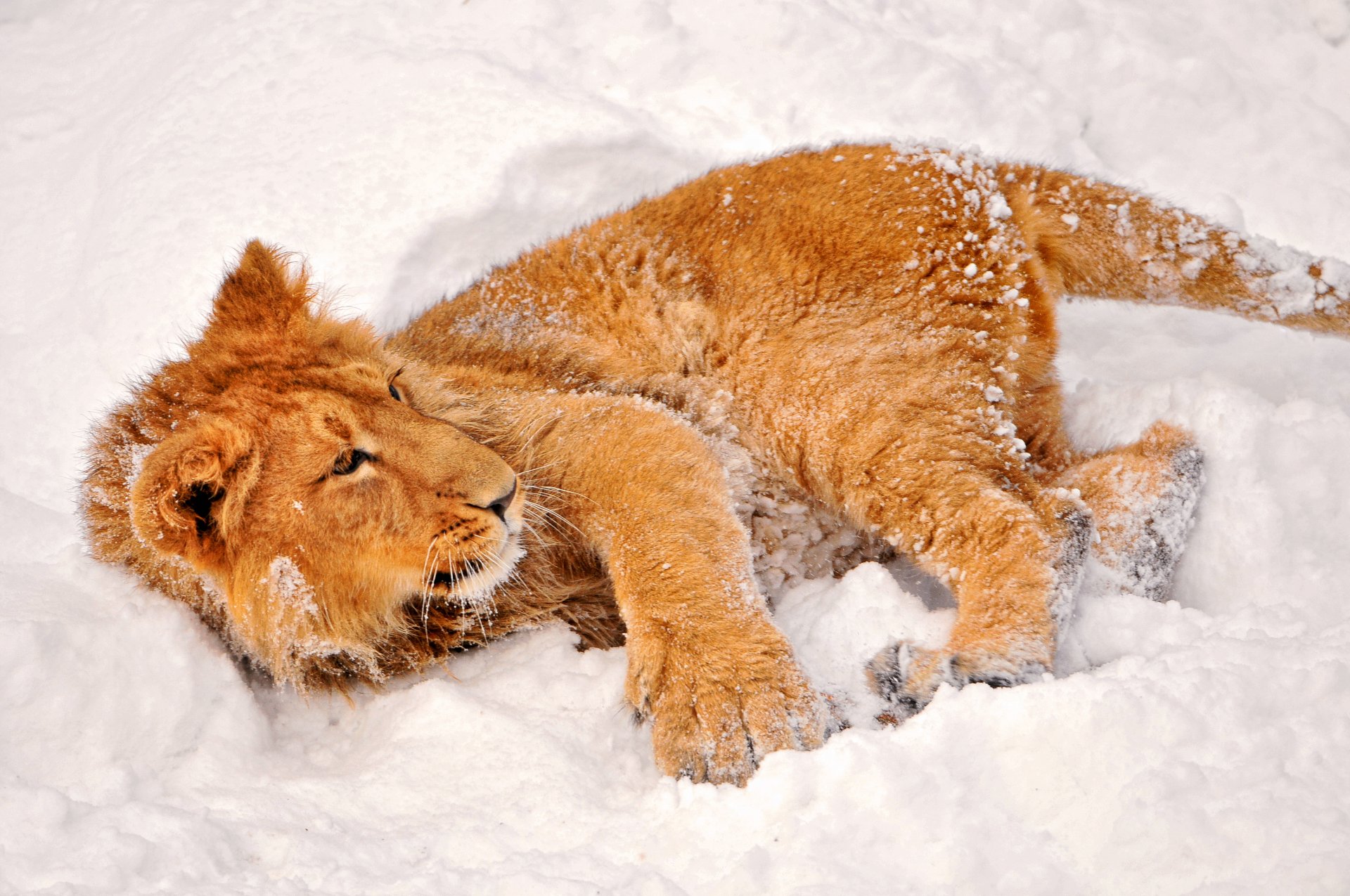 hiver neige lionceau vue