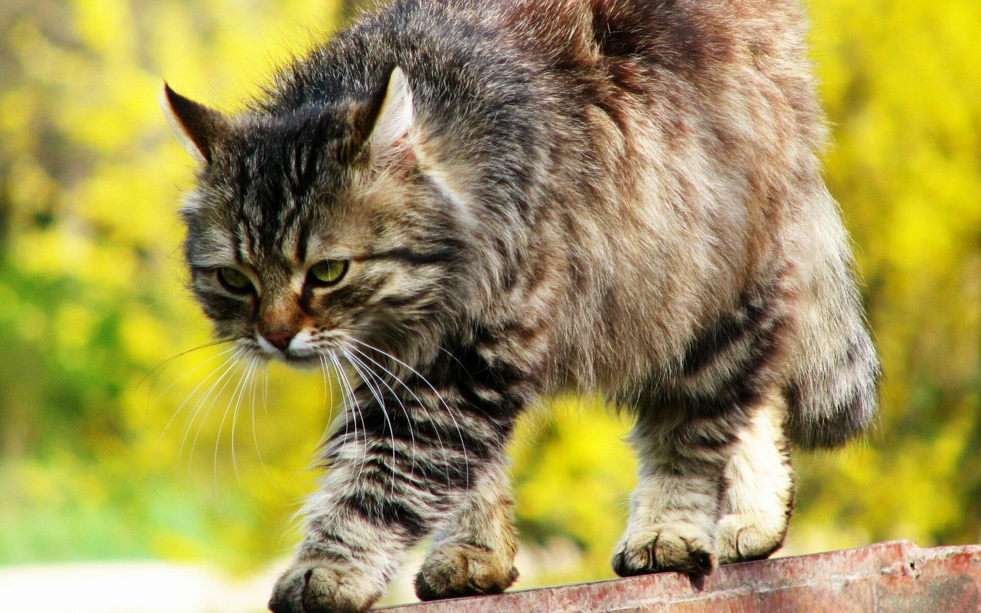 katze gestreift schleicht blick