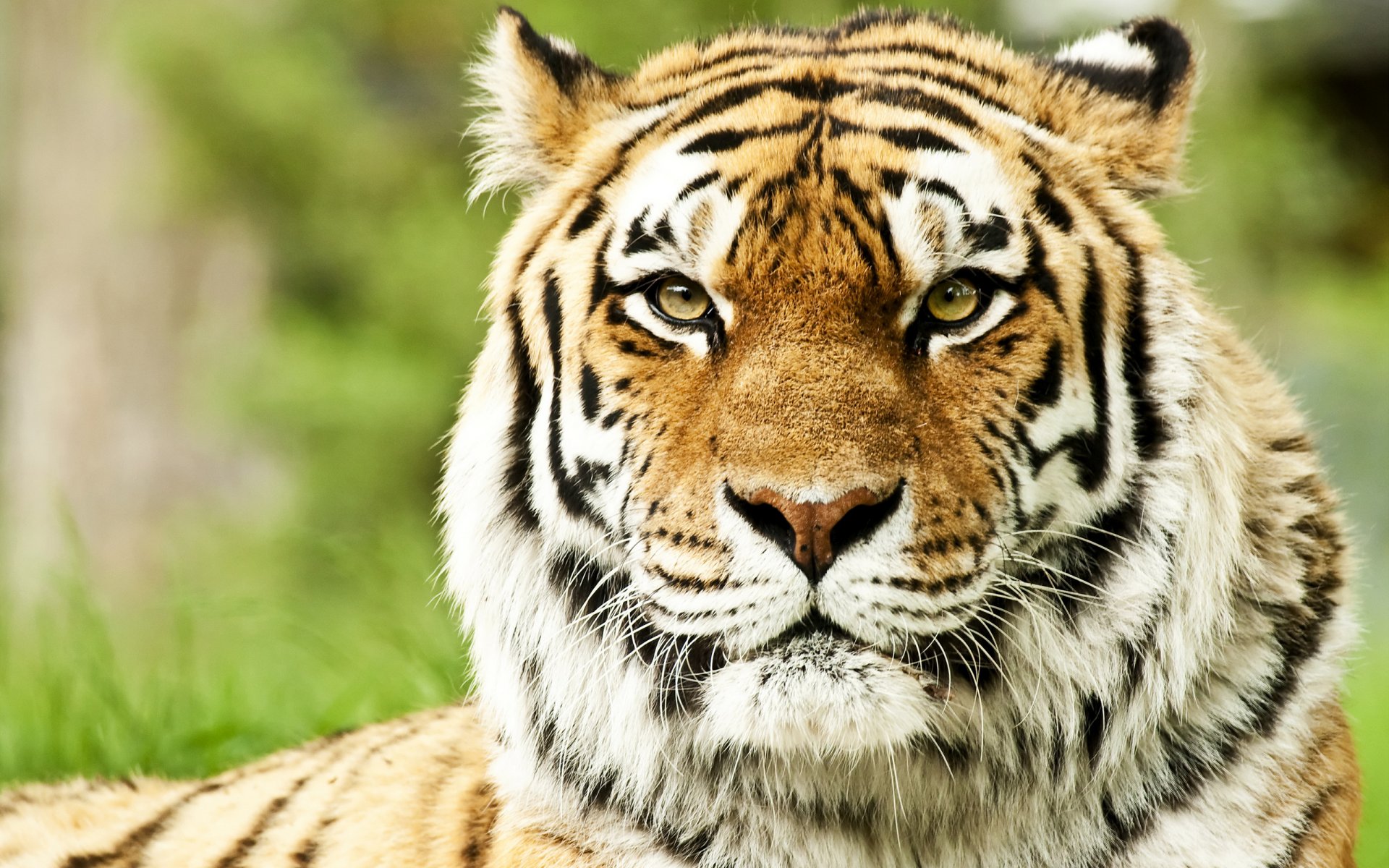 chats sauvages tigres de sibérie museau museau prédateurs