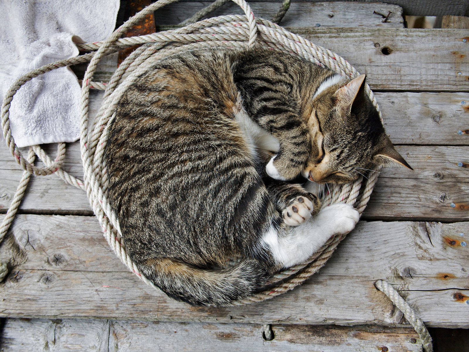 gato sueño fondos de pantalla