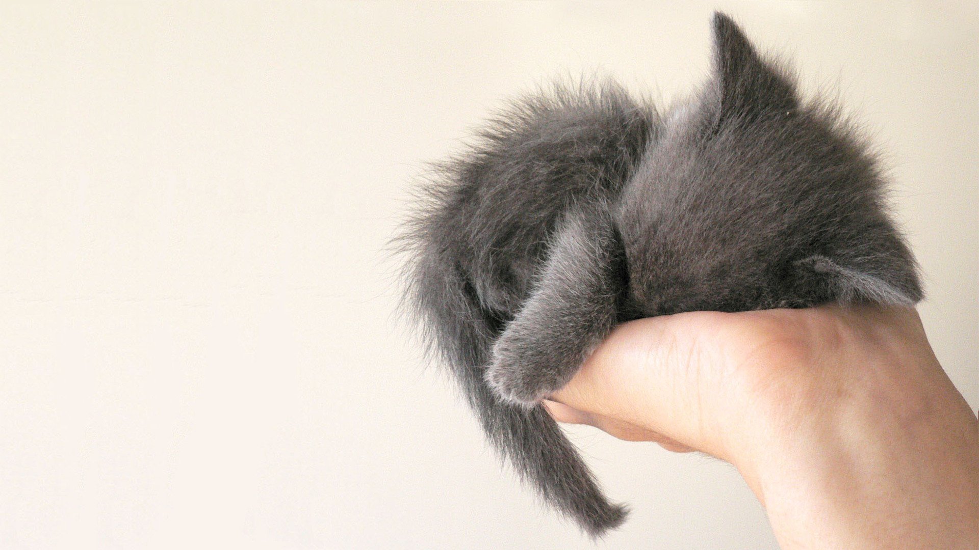 kitten smoke in the palm of your hand lump