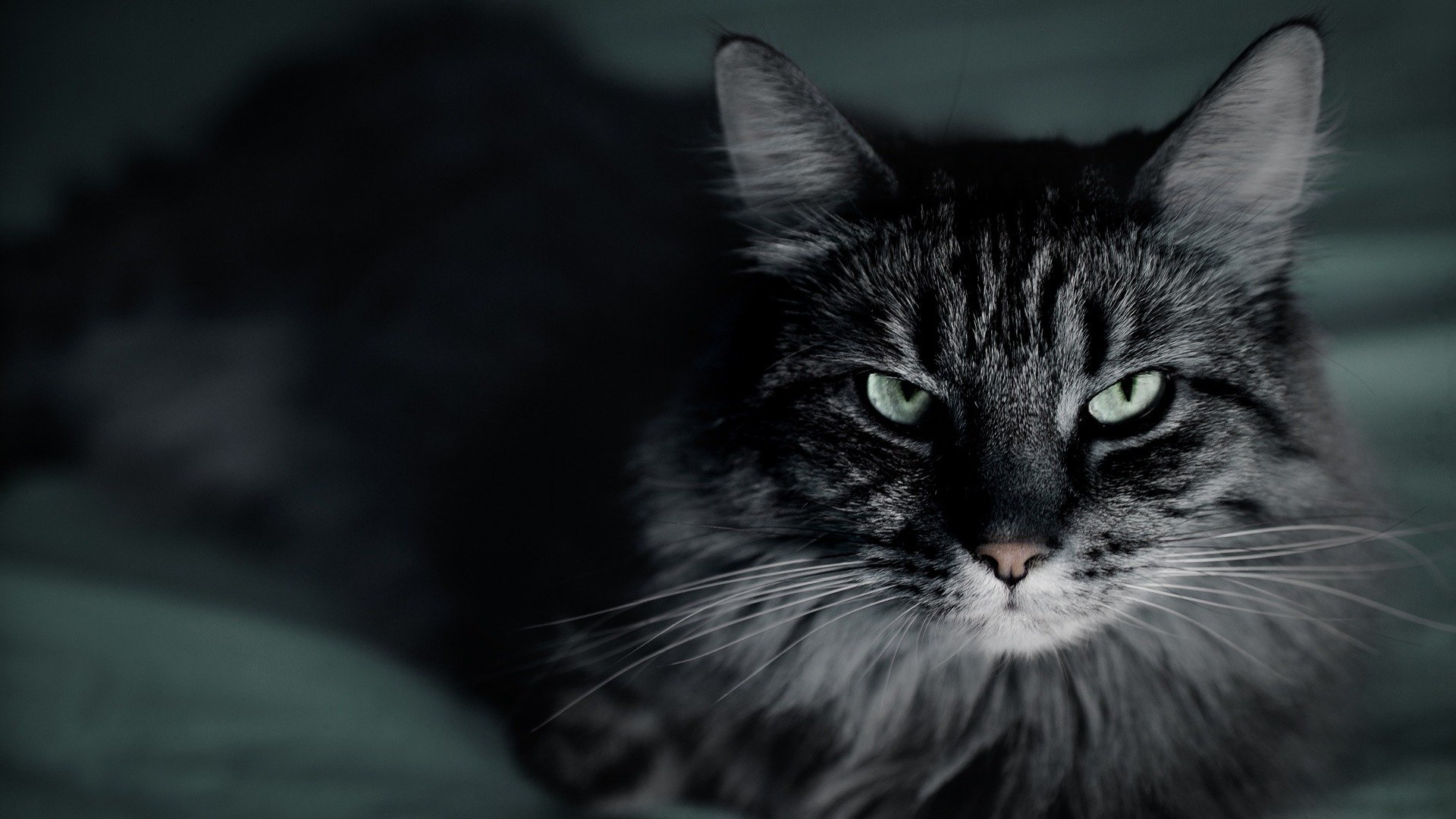 cat cat gray striped close-up macro mustache dark background