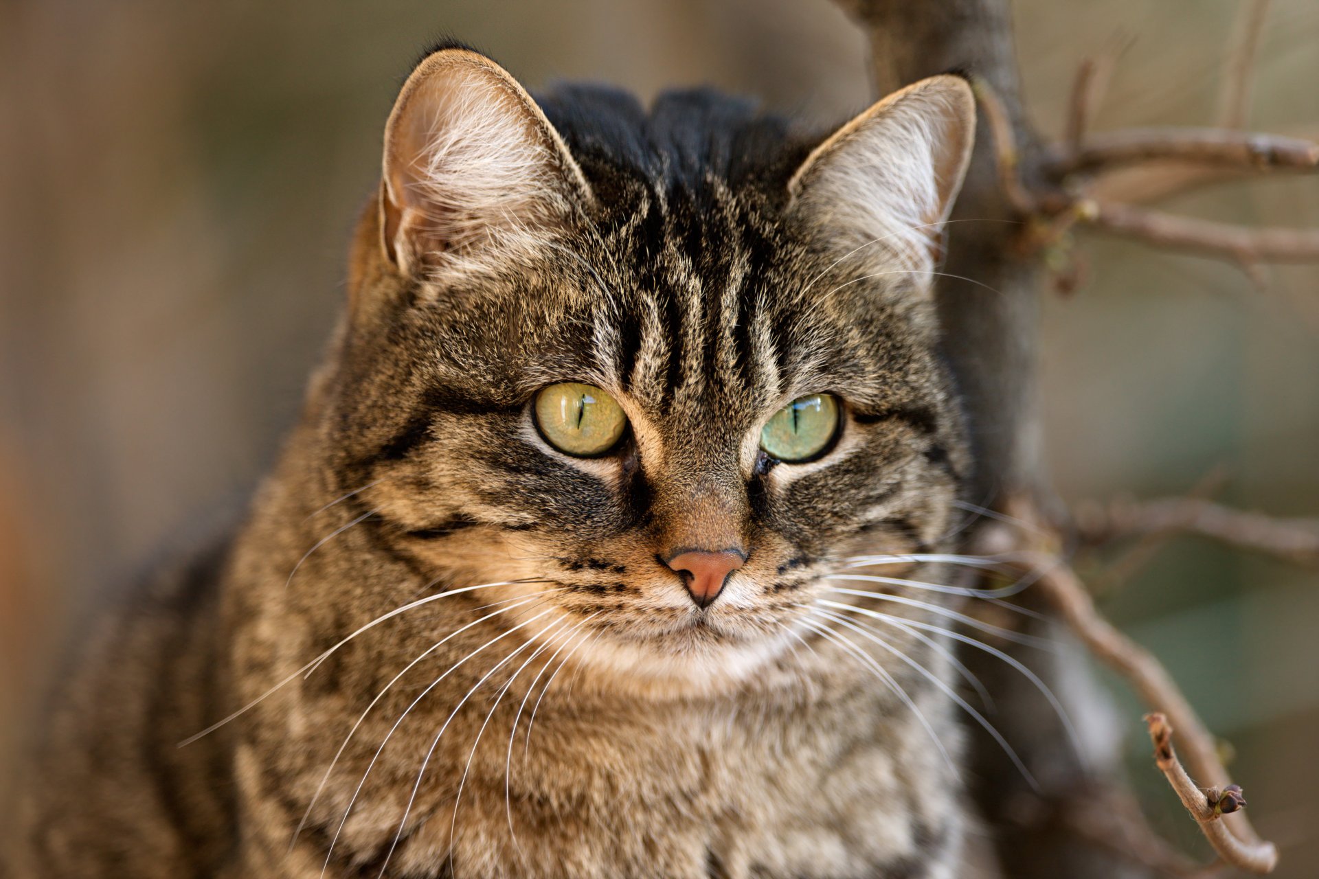 gatto gatto gatto naso baffi ramo muso bello carta da parati