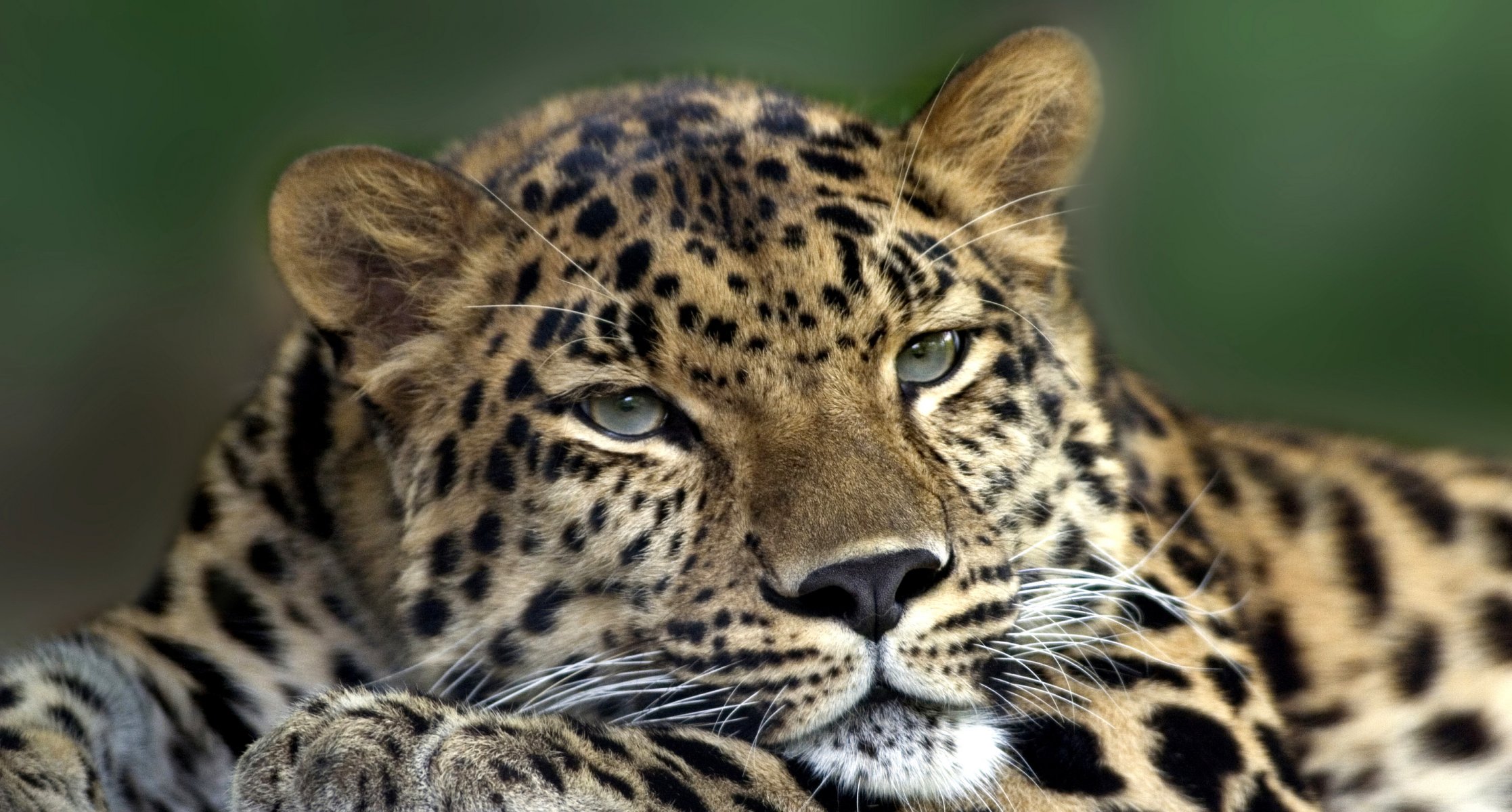 gato salvaje animal depredador bestia leopardo pata cabeza hocico ojos bigote orejas inter piel pelaje color petna