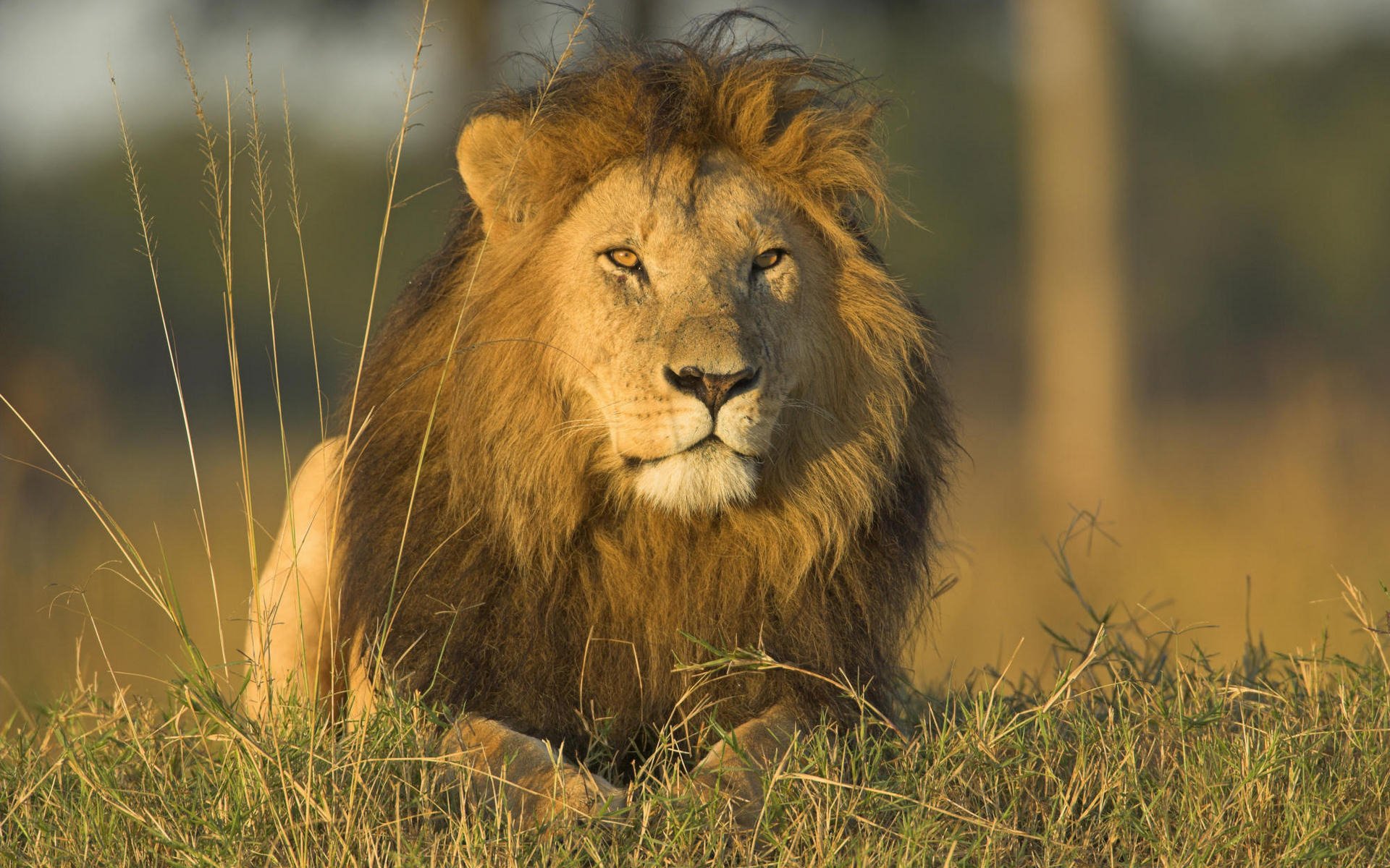 gatti selvatici leone leoni predatori animali erba natura