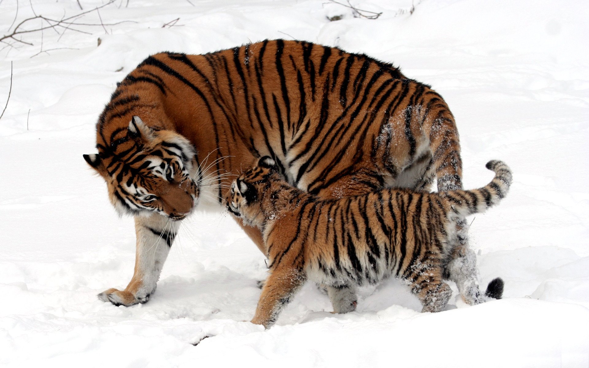 wild katzen tiger jungtier tigerin kind mutter schnee winter zu fuß wolle fell farbe streifen