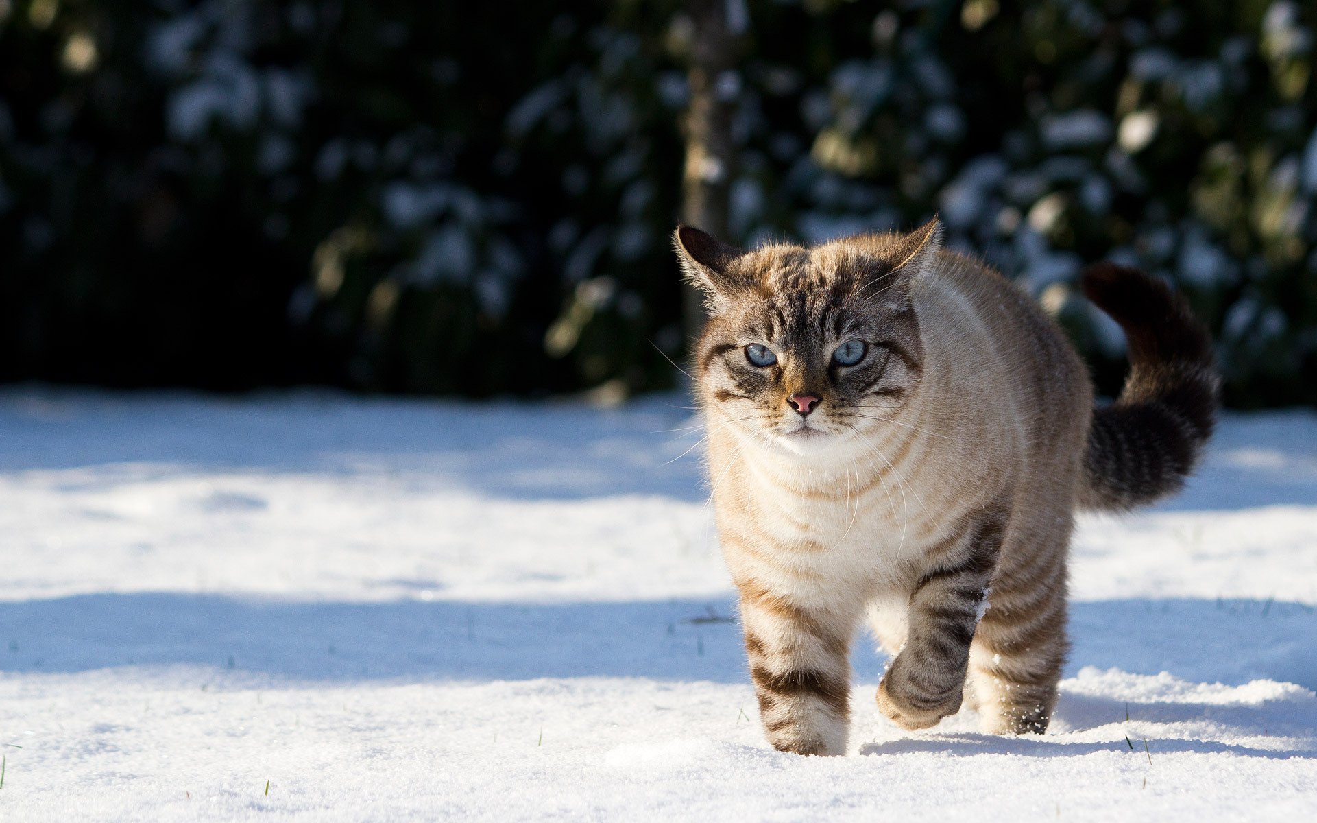 кошка кот снег зима тени природа