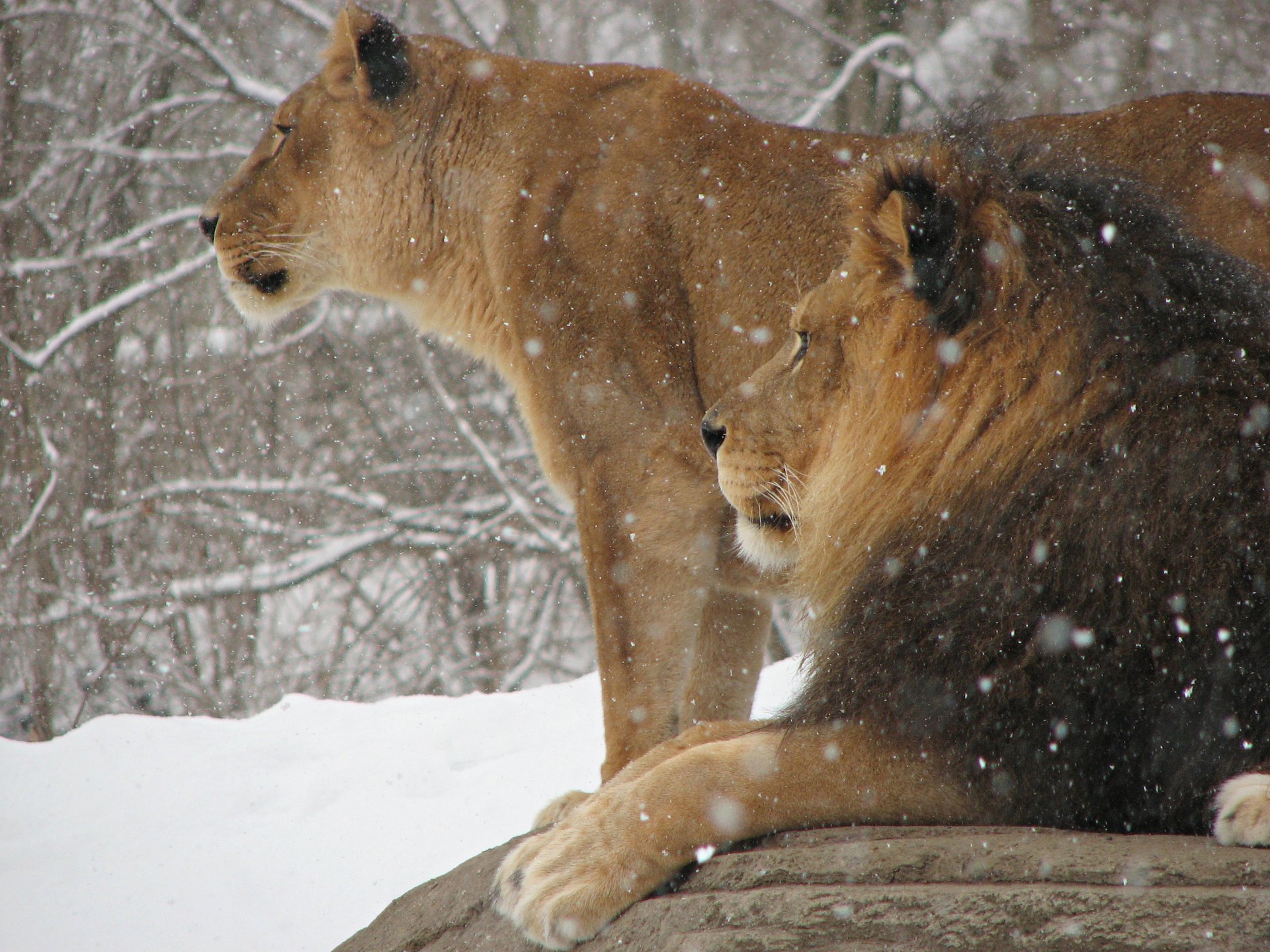 león leona animales gatos rey de las bestias invierno nieve fondo de pantalla