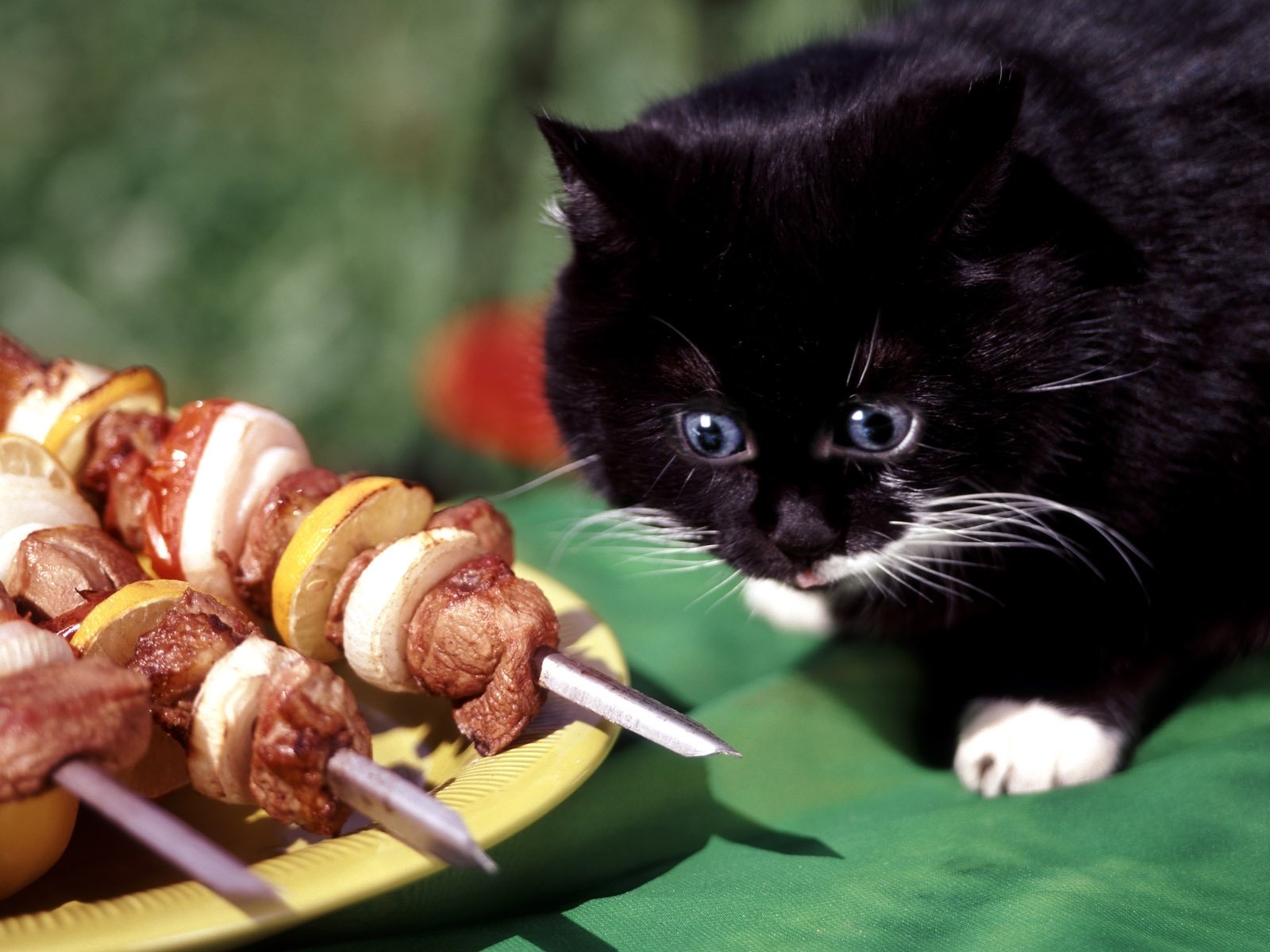 chat shish kebab pet