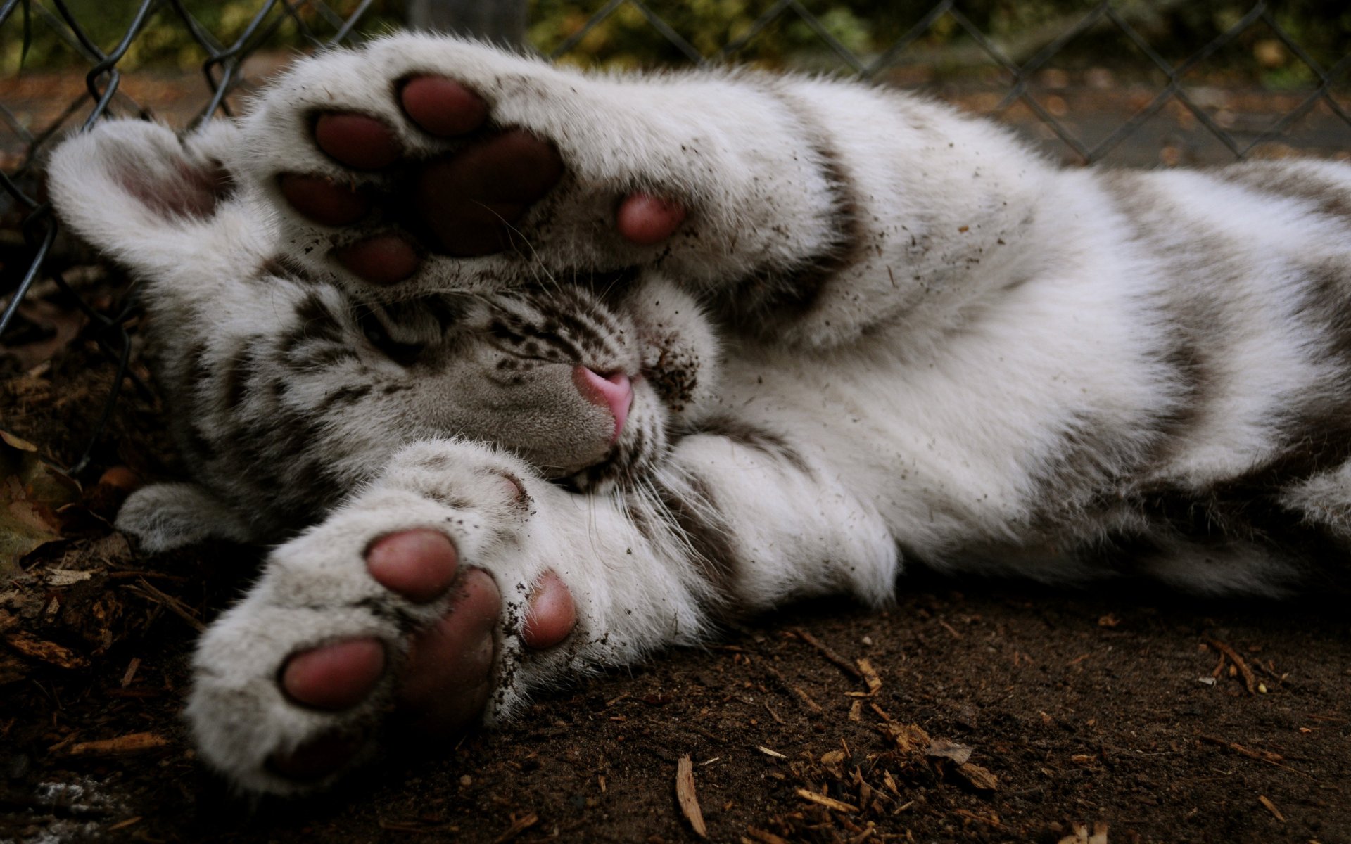 tiger colour feet fence