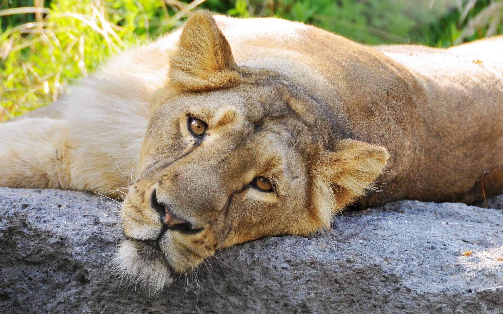 leo lioness face eye