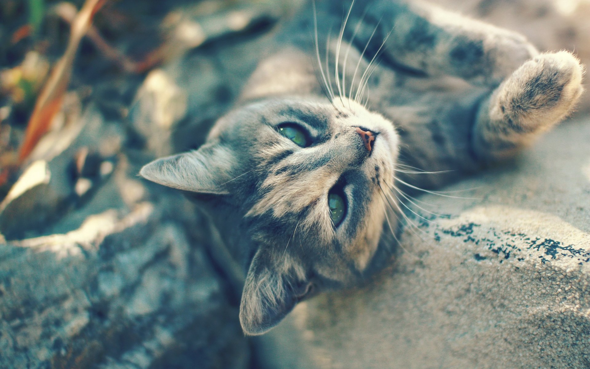 katze grau katze liegt schnurrbart grün augen blick licht