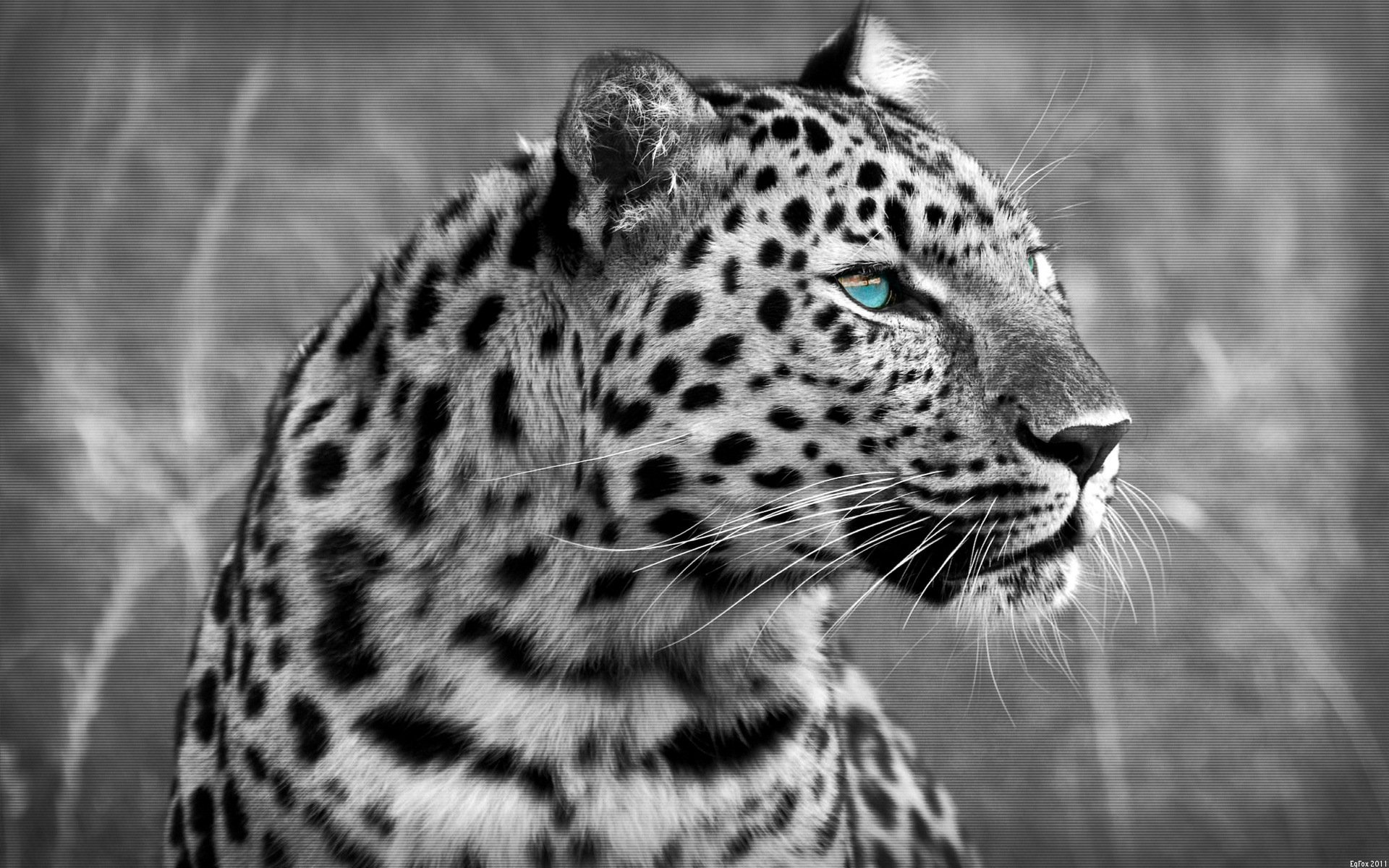 leopard cat predator cat 1920x1200