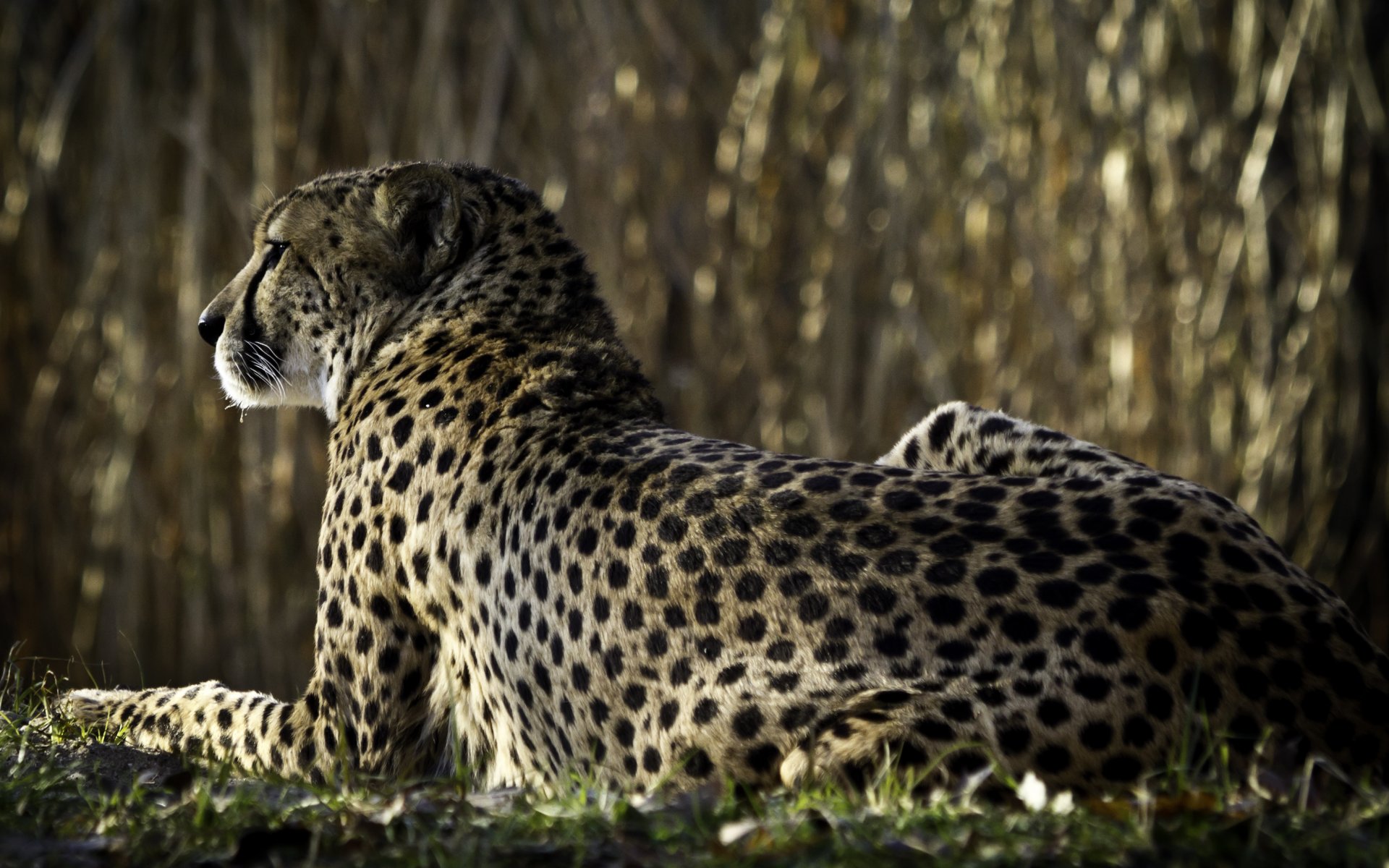 guépard dos regarde