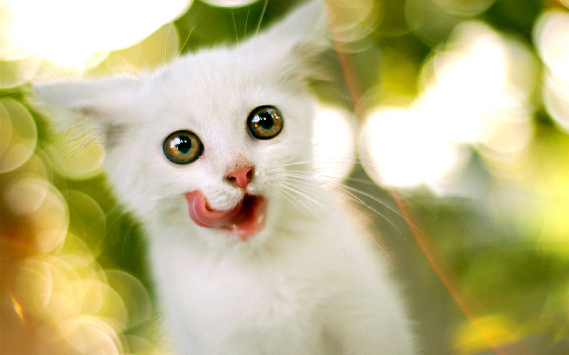 gatito lengua blanco lamiendo