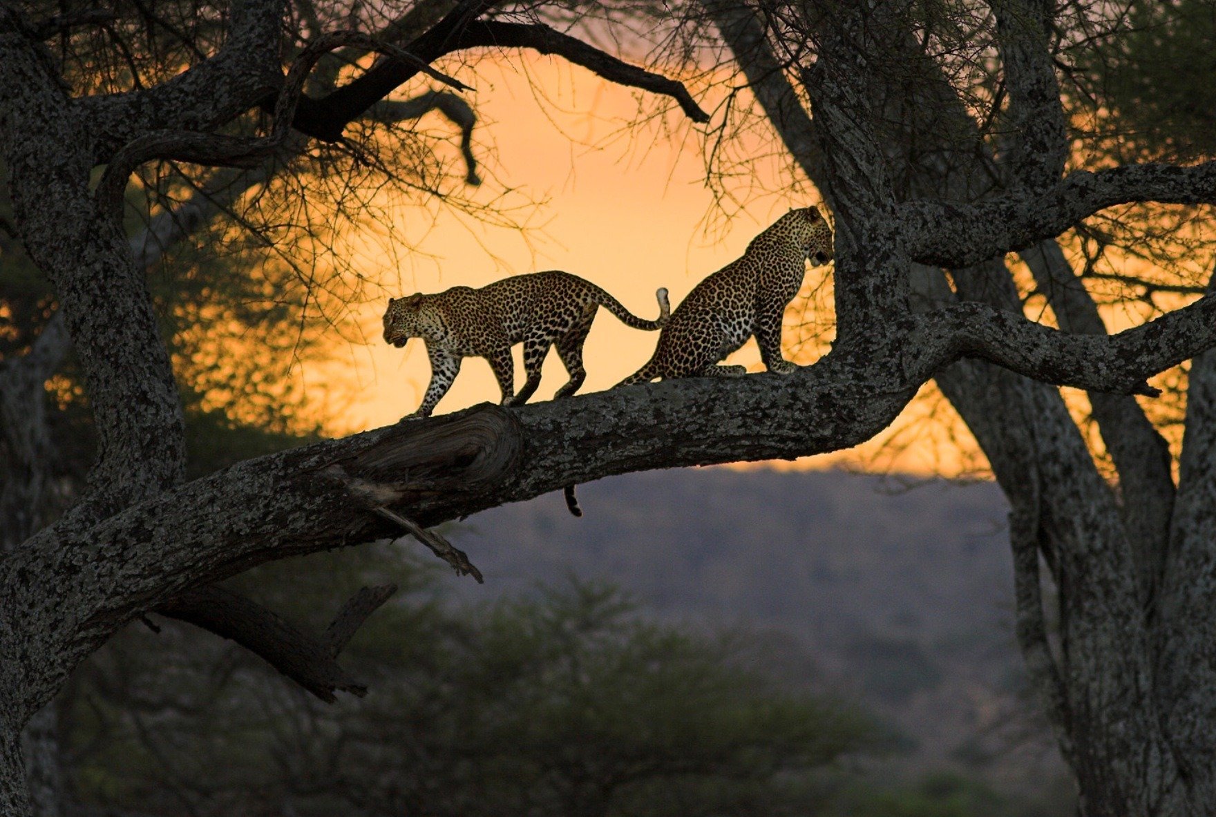 afrika kenia katzen natur baum