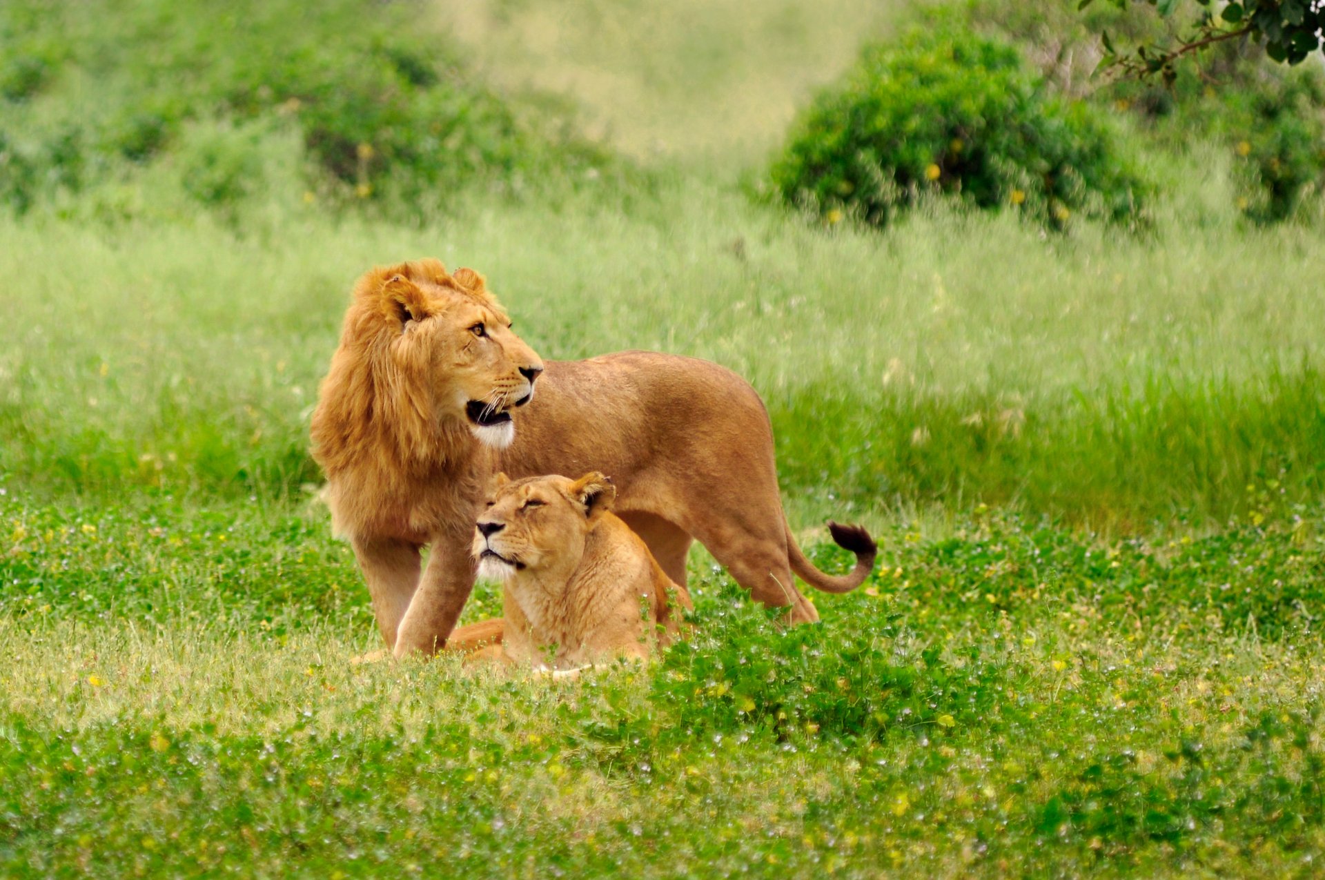 leone leonessa gatti predatori radura erba natura