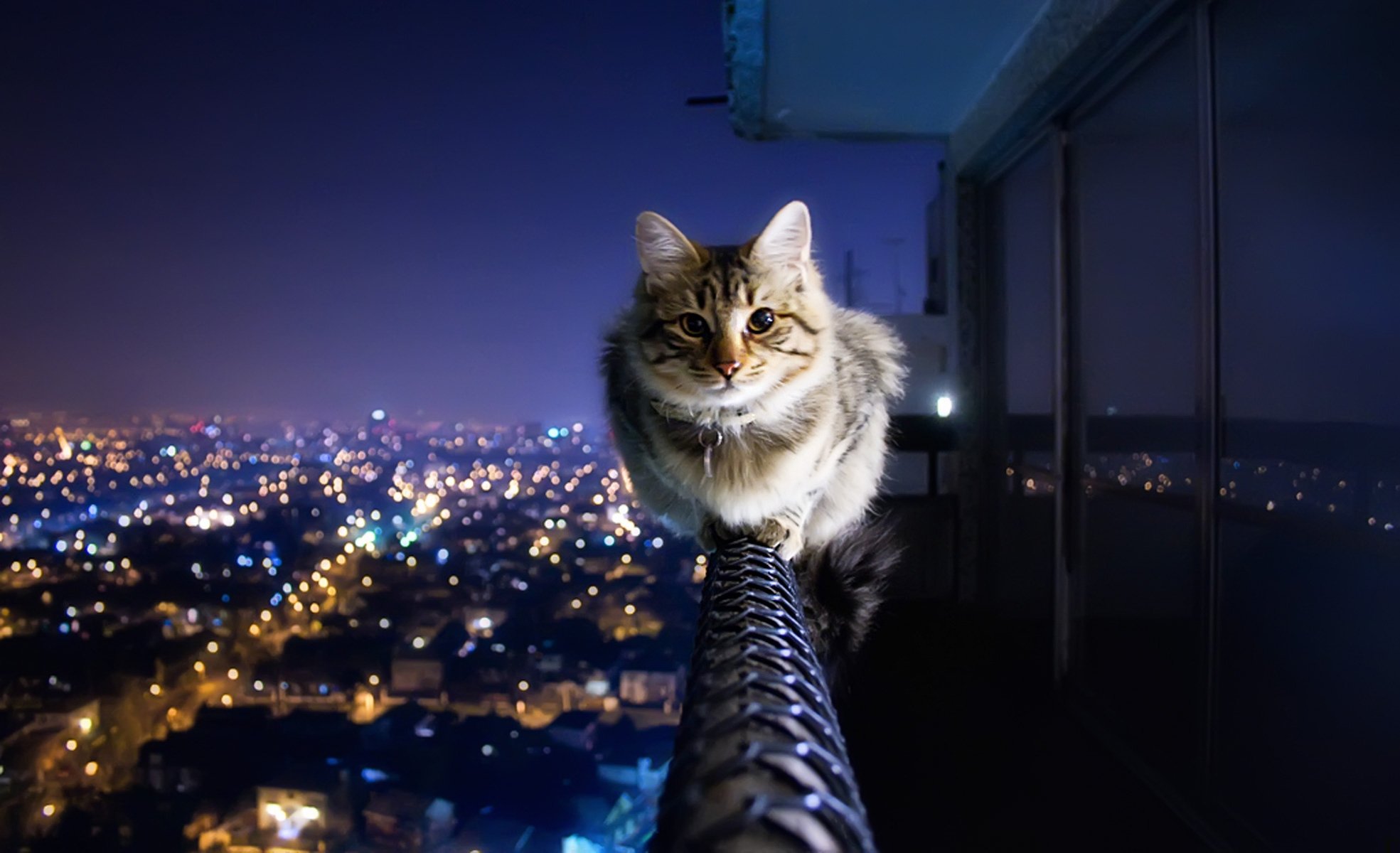 chat garde-corps balcon ville lumières antiacrophobie